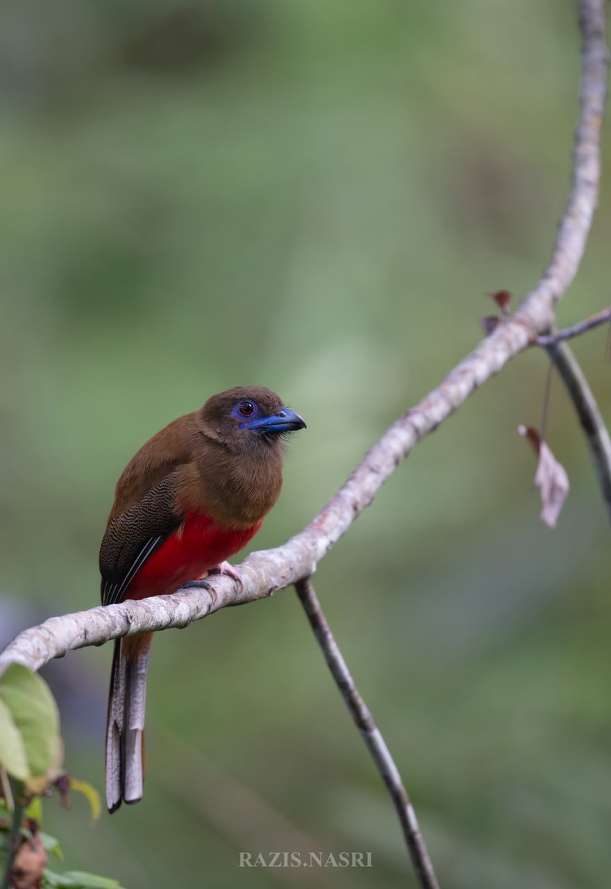 Diard's Trogon — Borneo wildlife, book, free download, jungle tour, bird, bird tour