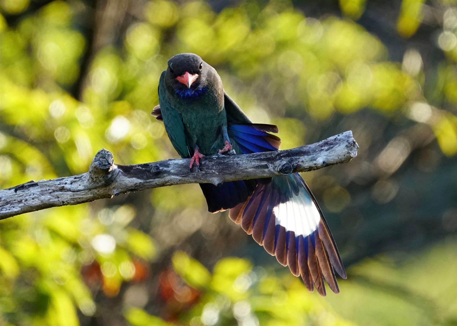 Dollarbird — Borneo wildlife, book, free download, jungle tour, bird, bird tour