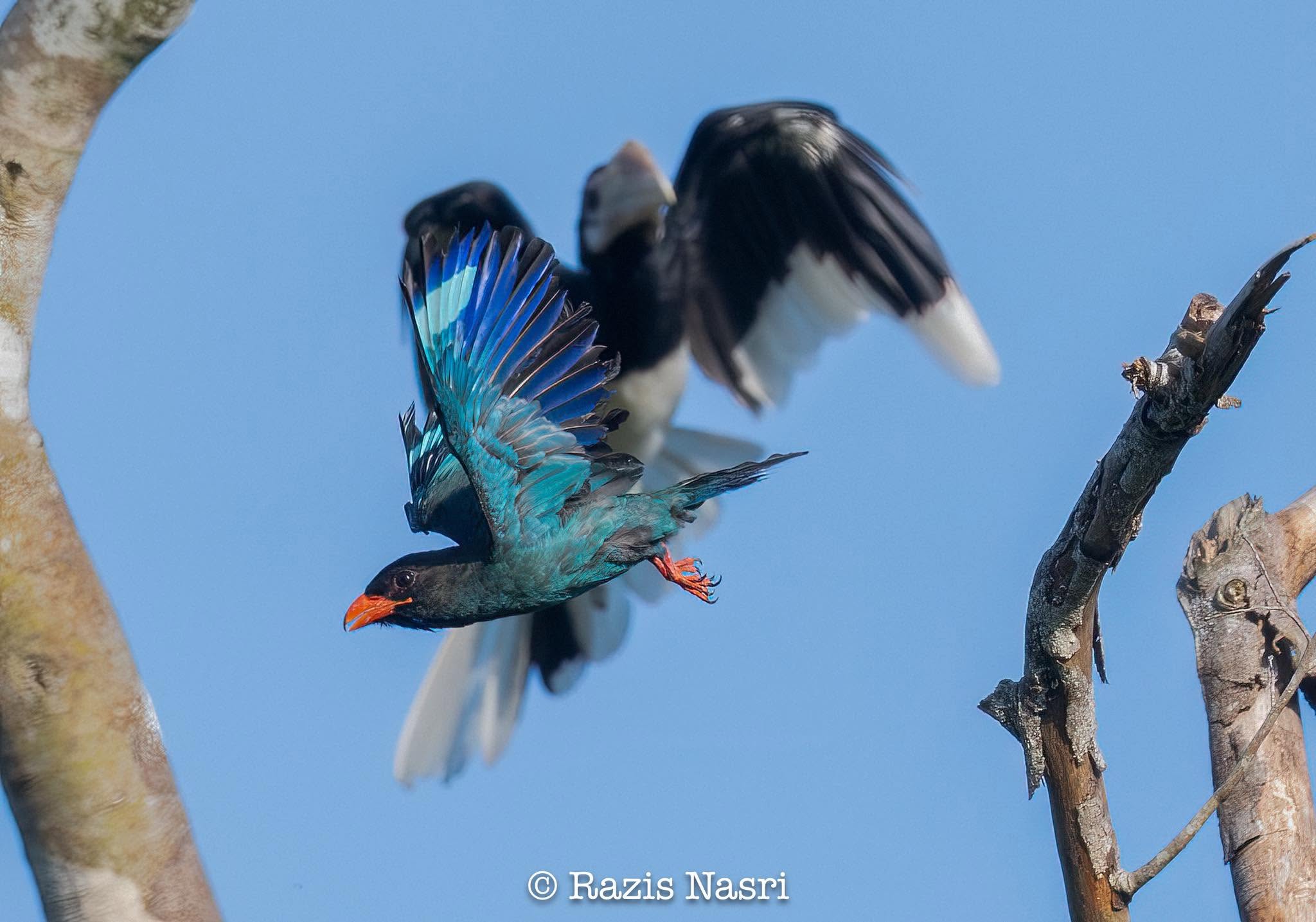 Dollarbird — Borneo wildlife, book, free download, jungle tour, bird, bird tour
