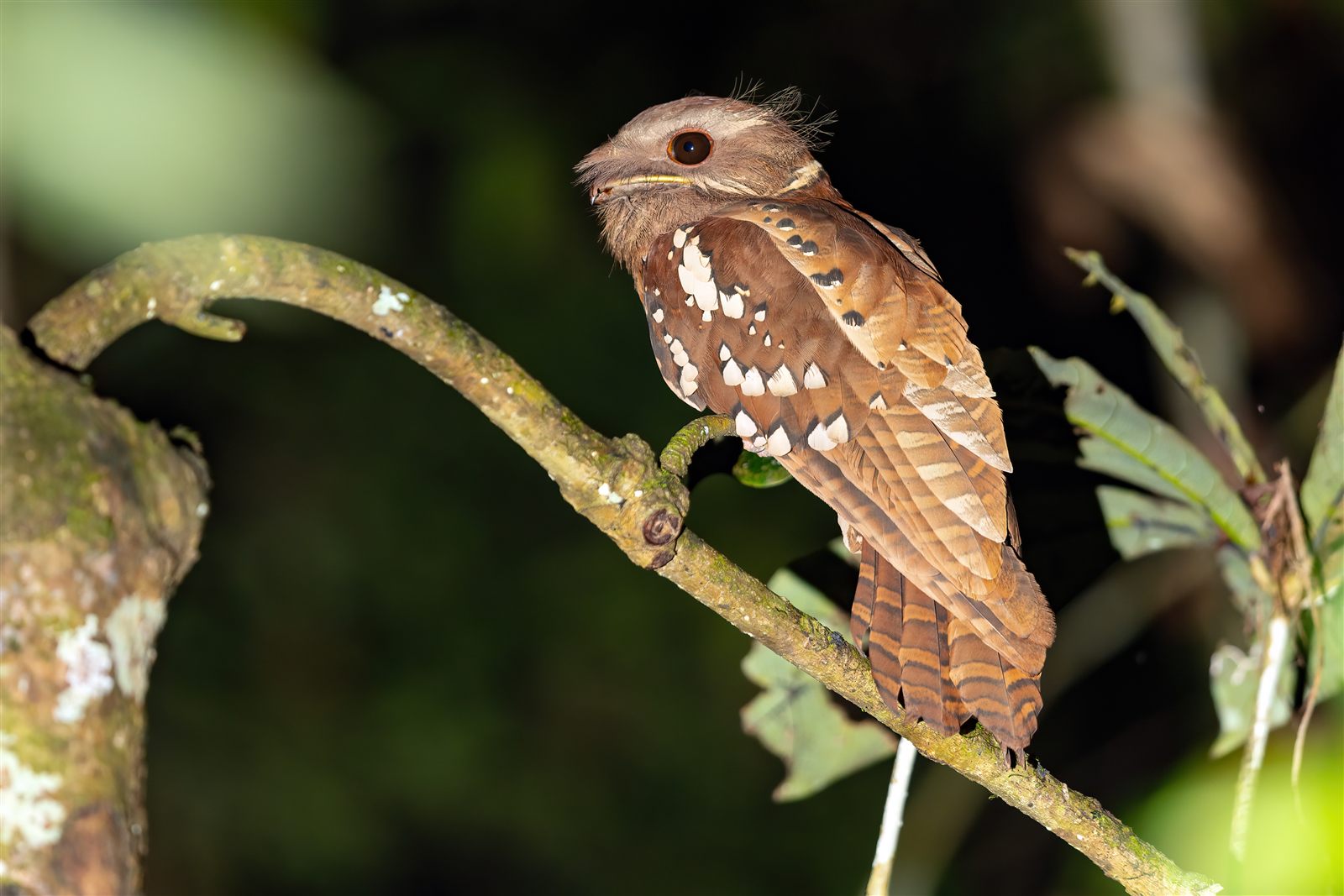 Dulit Frogmouth — Borneo wildlife, book, free download, jungle tour, bird, bird tour