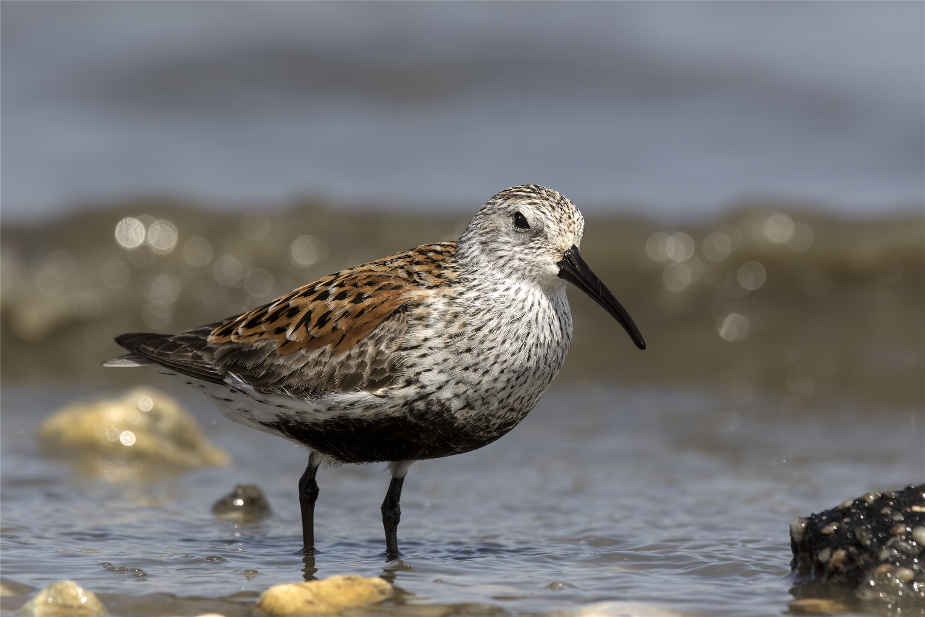 Dunlin — Borneo wildlife, book, free download, jungle tour, bird, bird tour