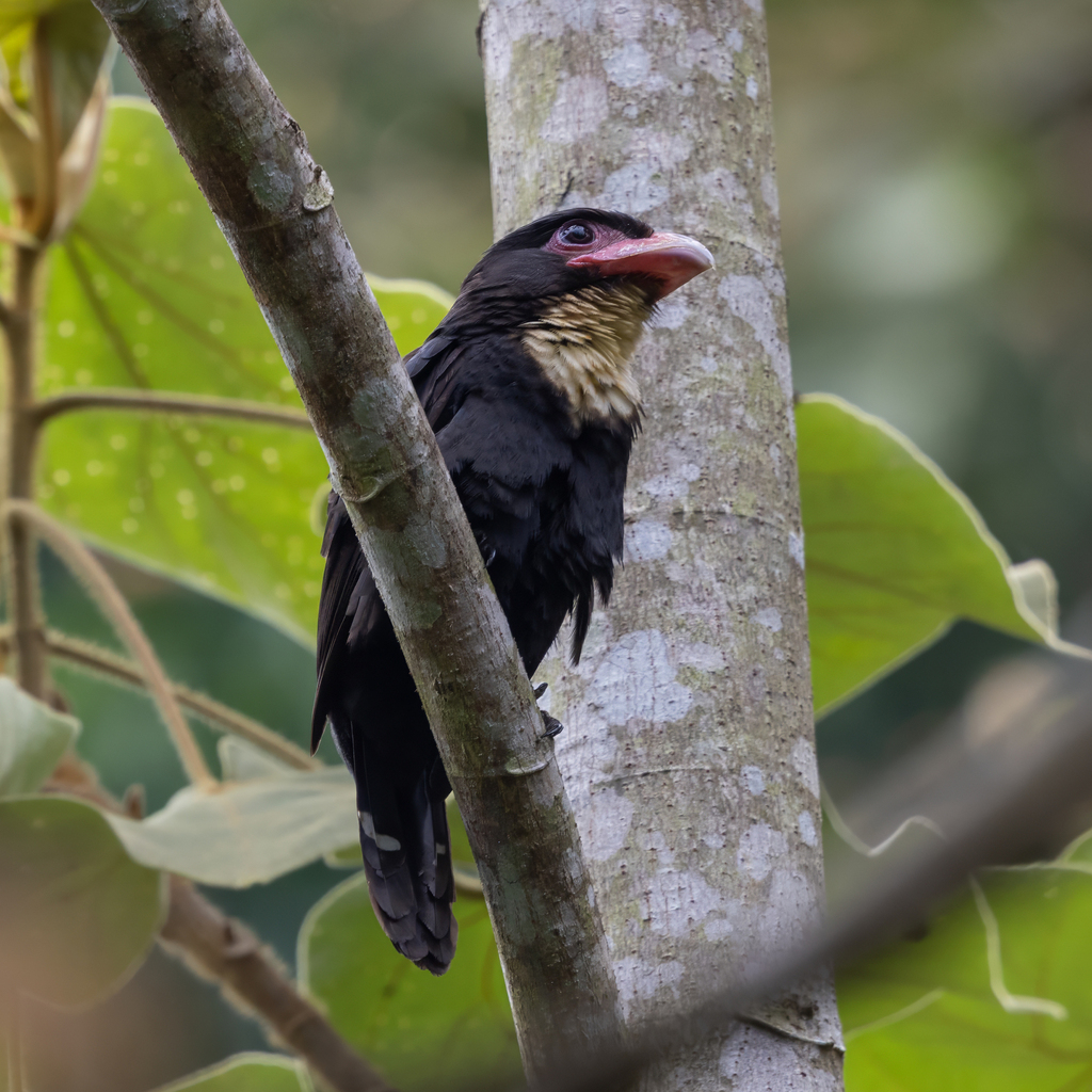 Dusky Broadbill — Borneo wildlife, book, free download, jungle tour, bird, bird tour