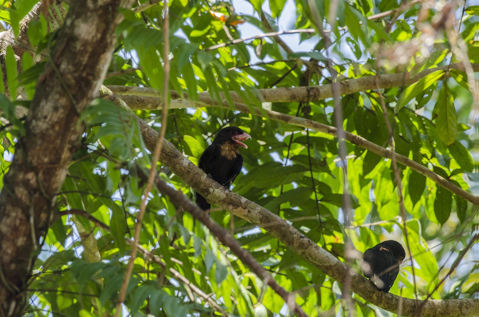 Dusky Broadbill — Borneo wildlife, book, free download, jungle tour, bird, bird tour