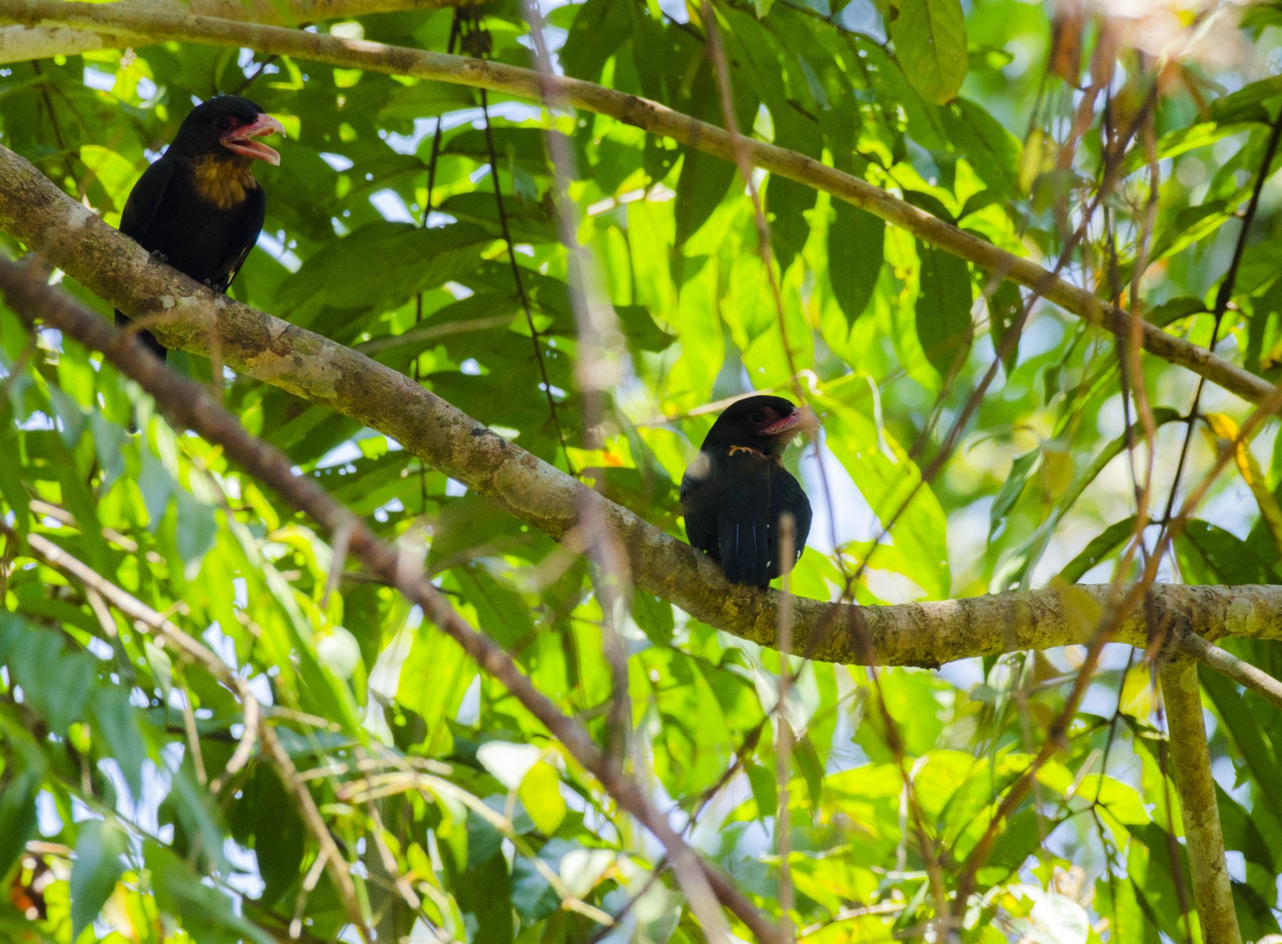 Dusky Broadbill — Borneo wildlife, book, free download, jungle tour, bird, bird tour