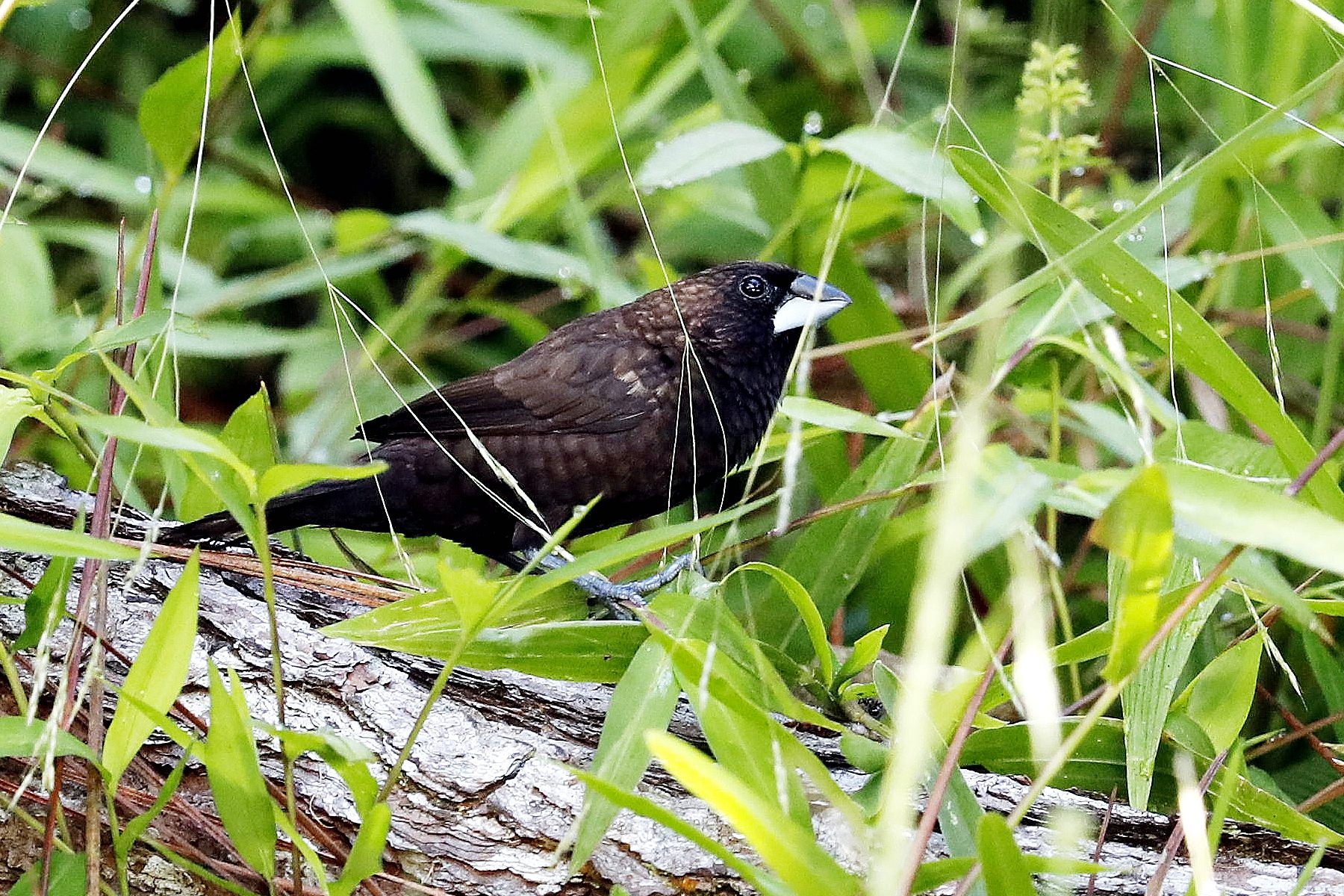 Dusky Munia — Borneo wildlife, book, free download, jungle tour, bird, bird tour