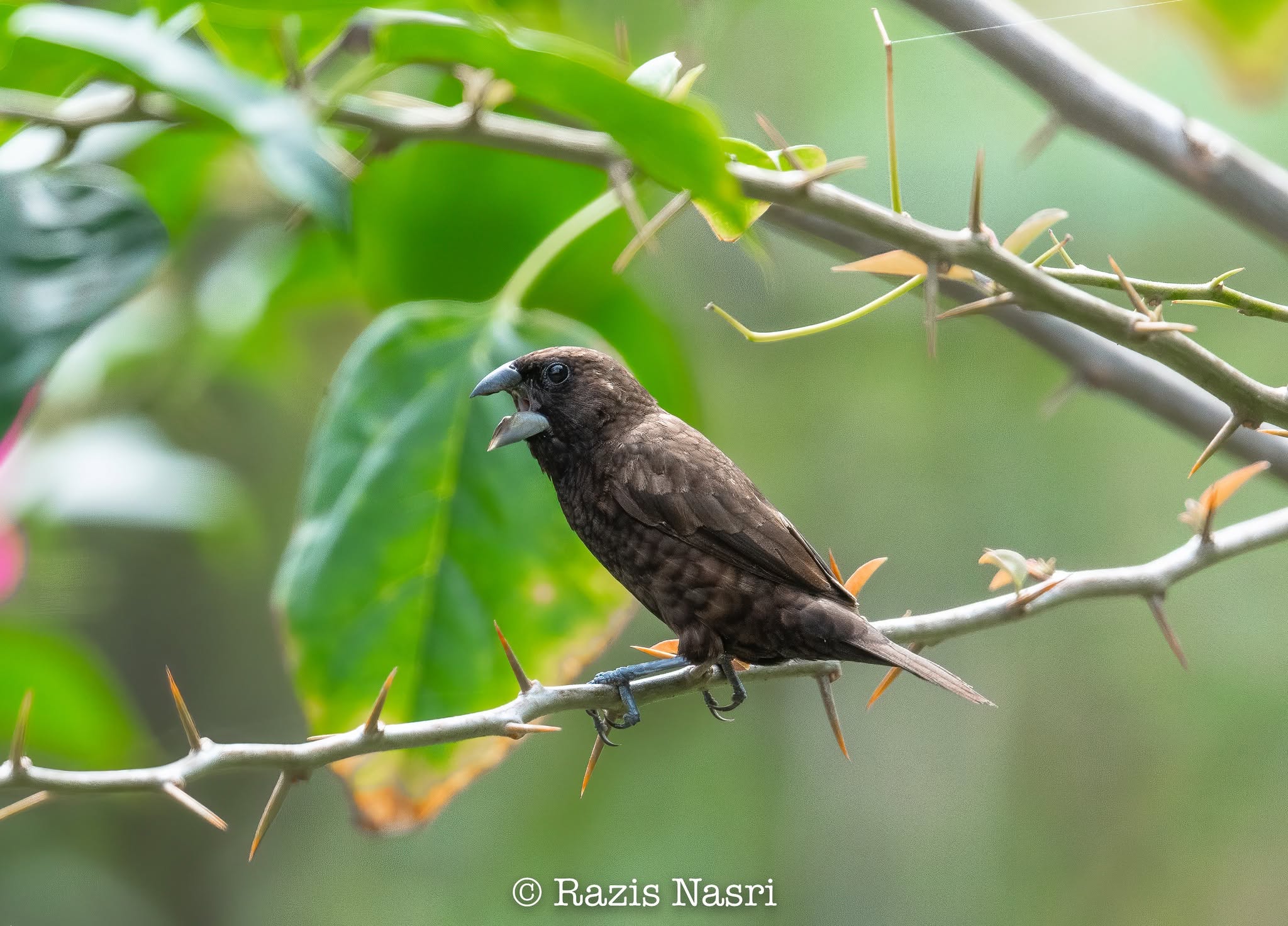 Dusky Munia — Borneo wildlife, book, free download, jungle tour, bird, bird tour