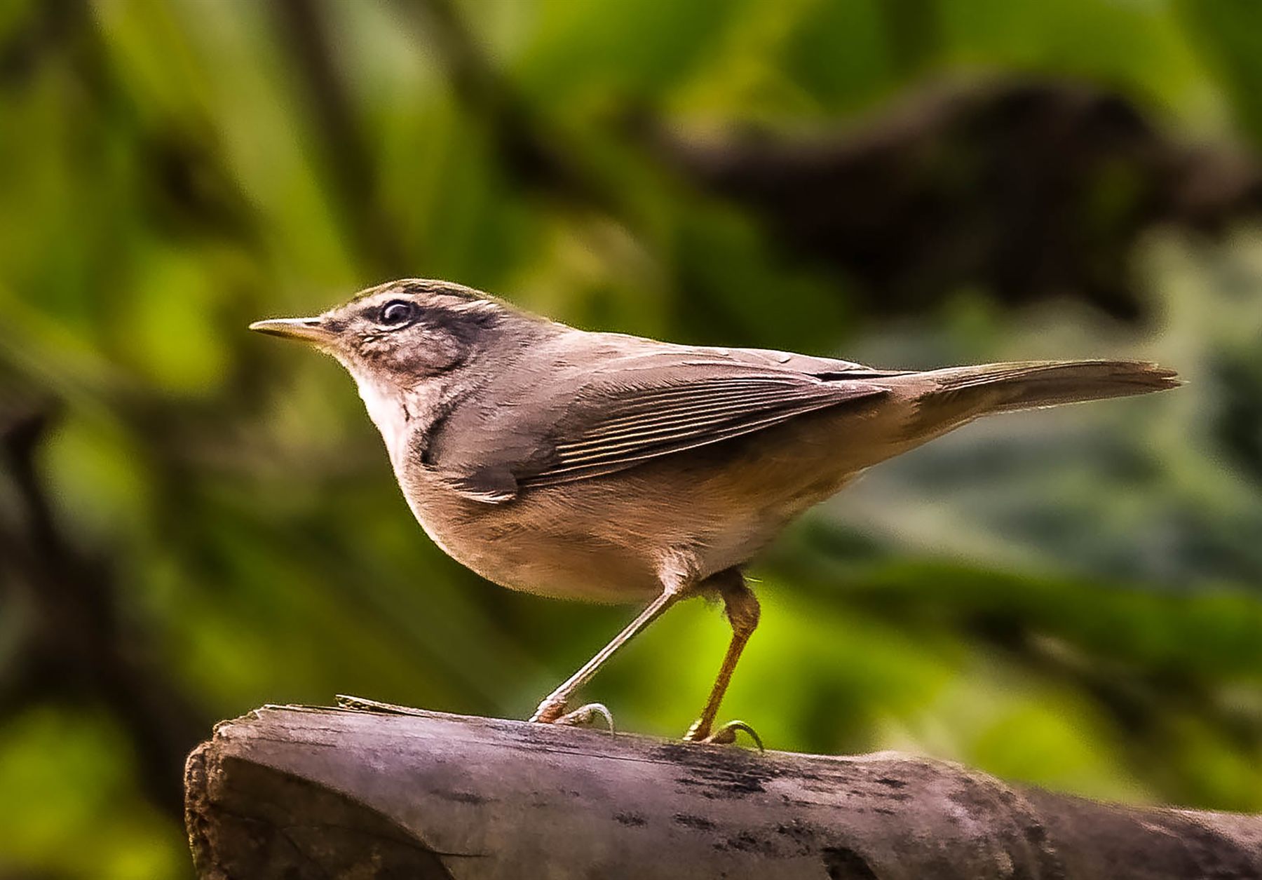 Dusky Warbler — Borneo wildlife, book, free download, jungle tour, bird, bird tour