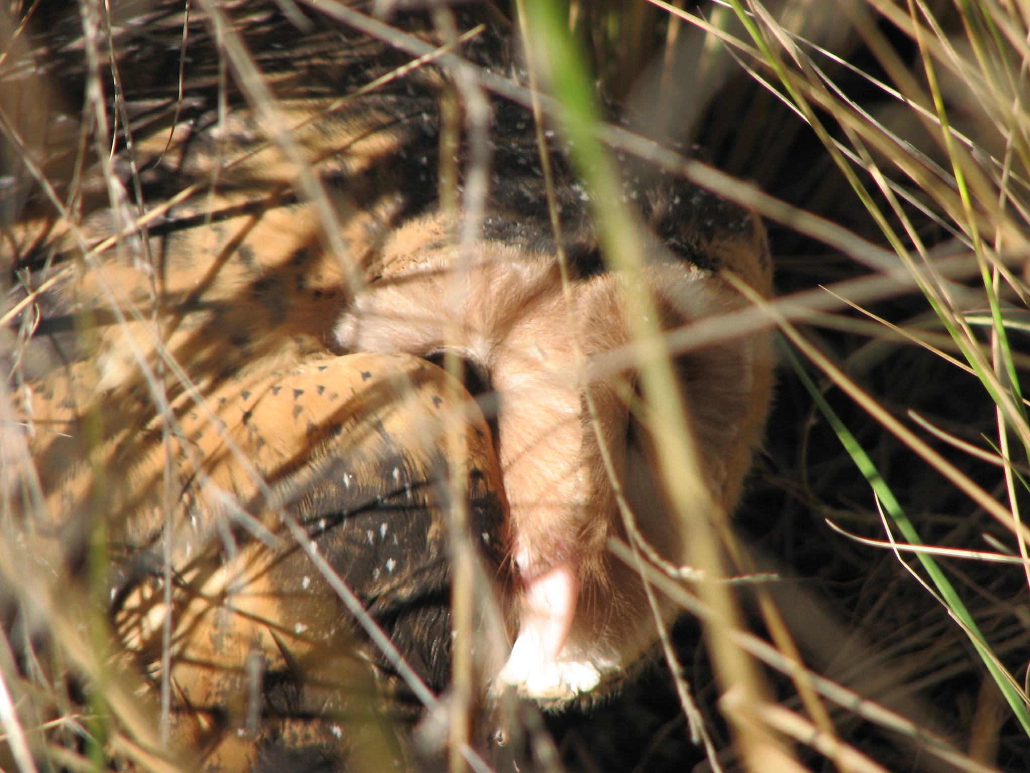 Australasian Grass-Owl — Borneo wildlife, book, free download, jungle tour, bird, bird tour