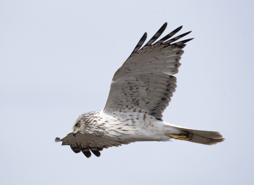 Eastern Marsh Harrier — Borneo wildlife, book, free download, jungle tour, bird, bird tour