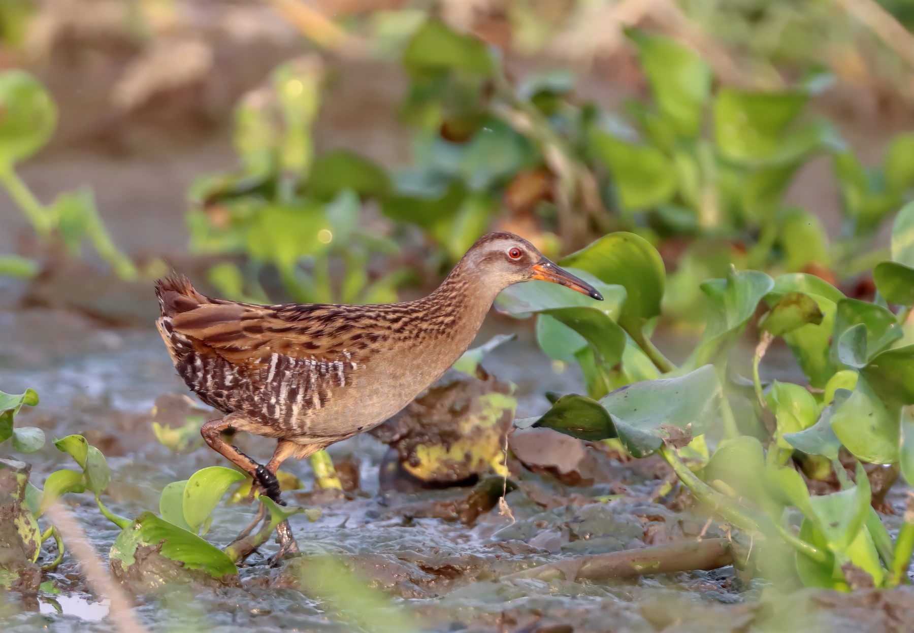 Brown-cheeked Rail — Borneo wildlife, book, free download, jungle tour, bird, bird tour