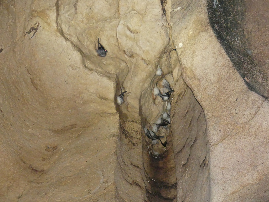 White-nest Swiftlet — Borneo wildlife, book, free download, jungle tour, bird, bird tour