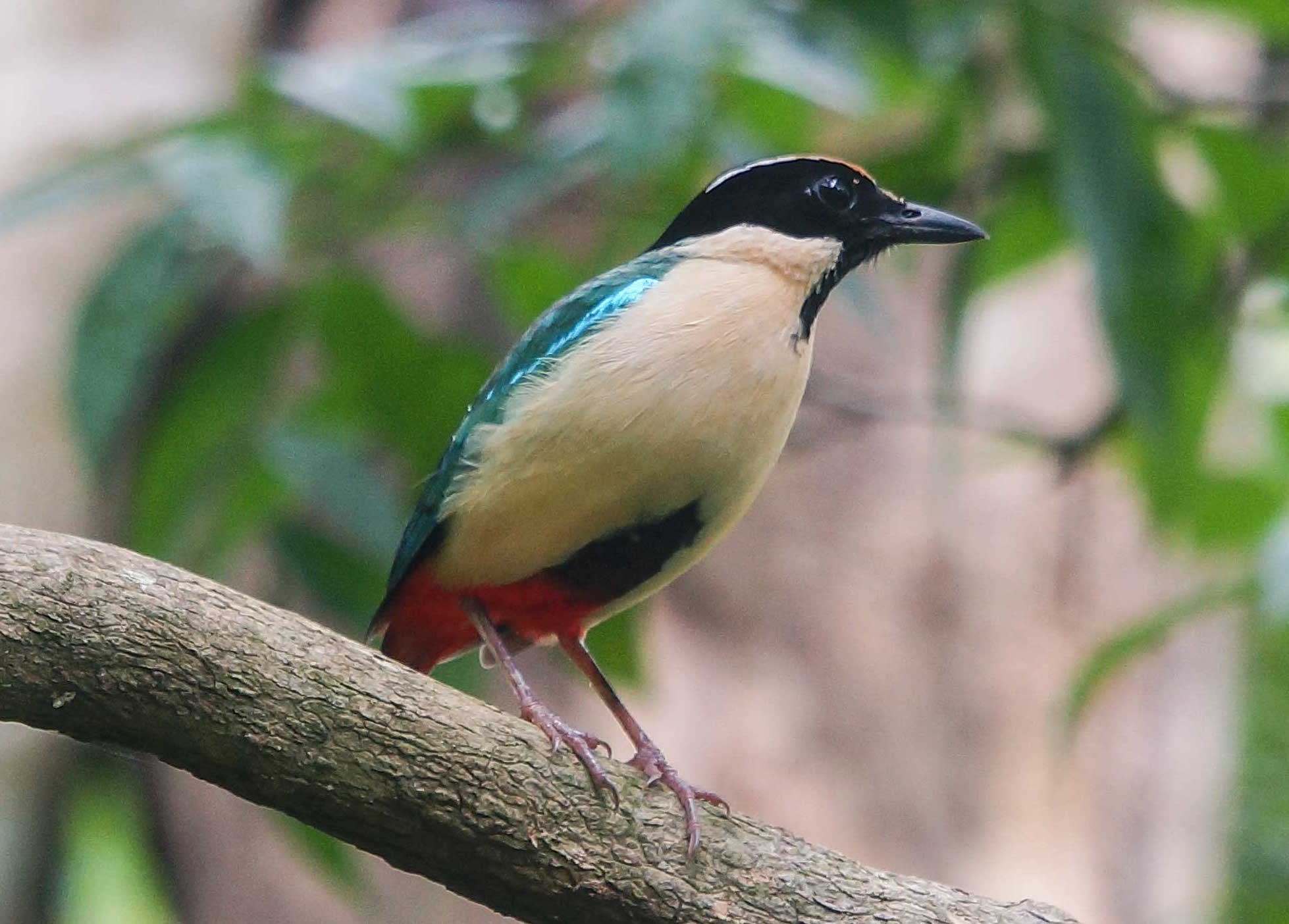 Elegant Pitta — Borneo wildlife, book, free download, jungle tour, bird, bird tour