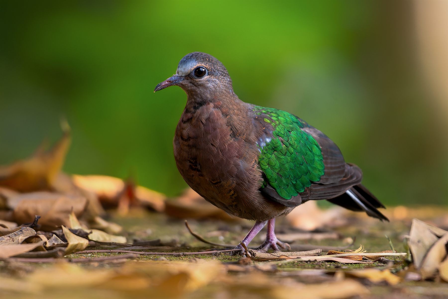 Asian Emerald Dove — Borneo wildlife, book, free download, jungle tour, bird, bird tour