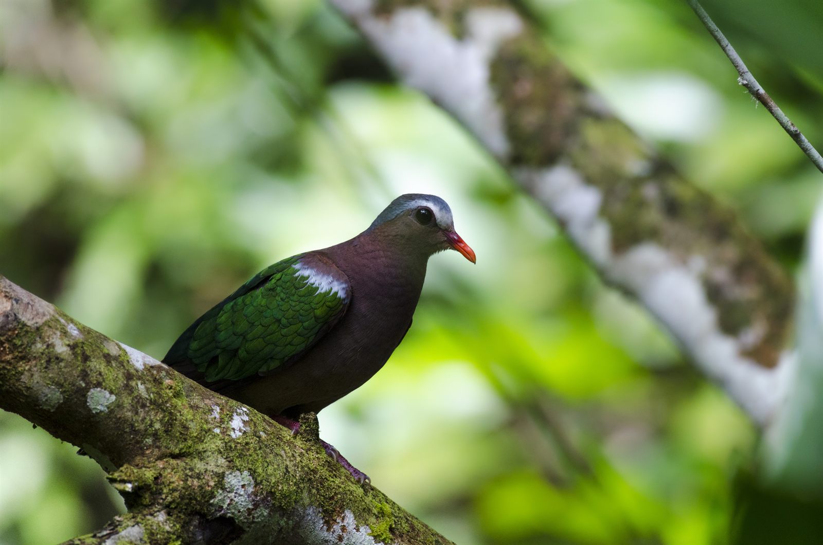 Asian Emerald Dove — Borneo wildlife, book, free download, jungle tour, bird, bird tour