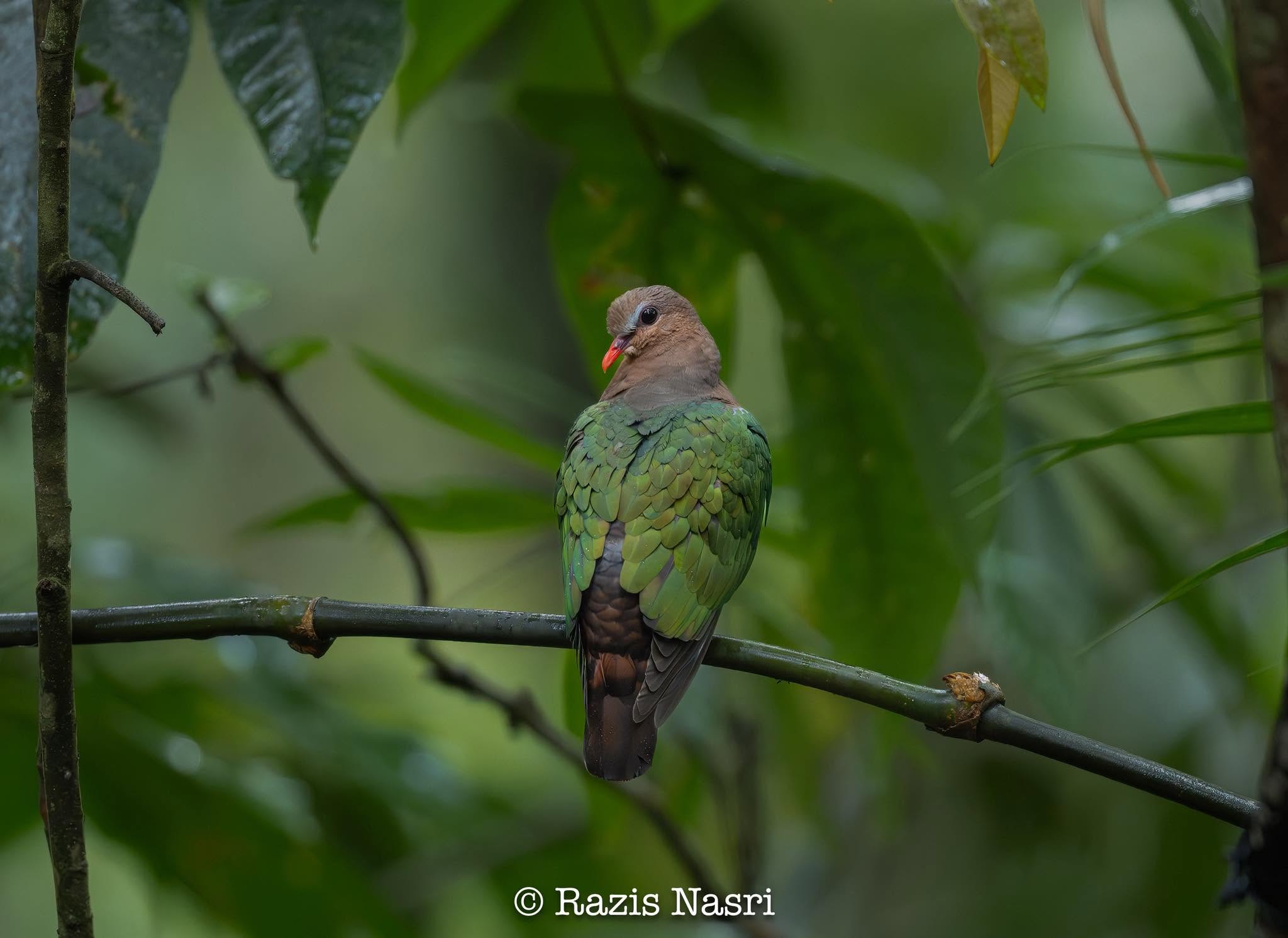 Asian Emerald Dove — Borneo wildlife, book, free download, jungle tour, bird, bird tour