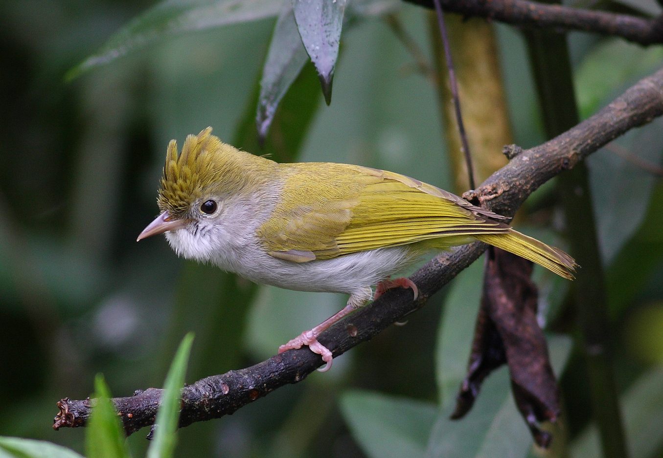 White-bellied Erpornis — Borneo wildlife, book, free download, jungle tour, bird, bird tour