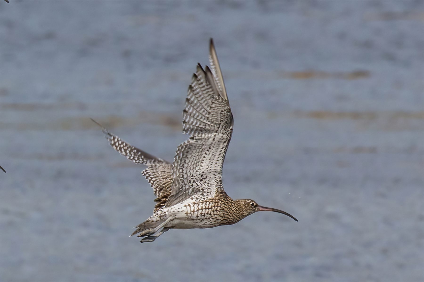 Eurasian Curlew — Borneo wildlife, book, free download, jungle tour, bird, bird tour