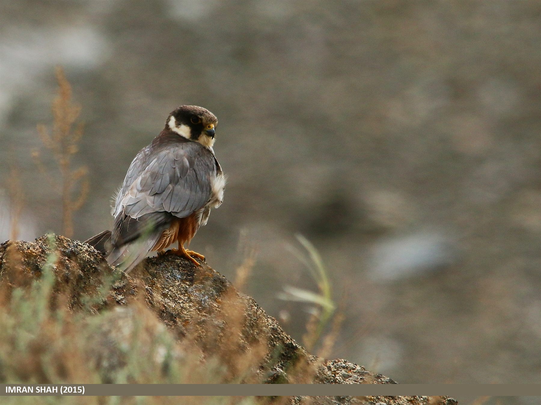 Eurasian Hobby — Borneo wildlife, book, free download, jungle tour, bird, bird tour