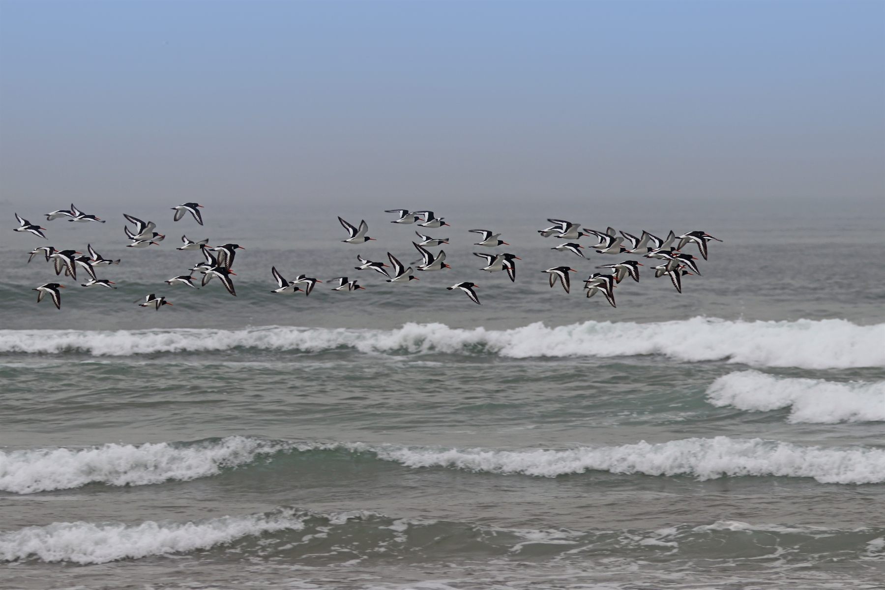 Eurasian Oystercatcher — Borneo wildlife, book, free download, jungle tour, bird, bird tour