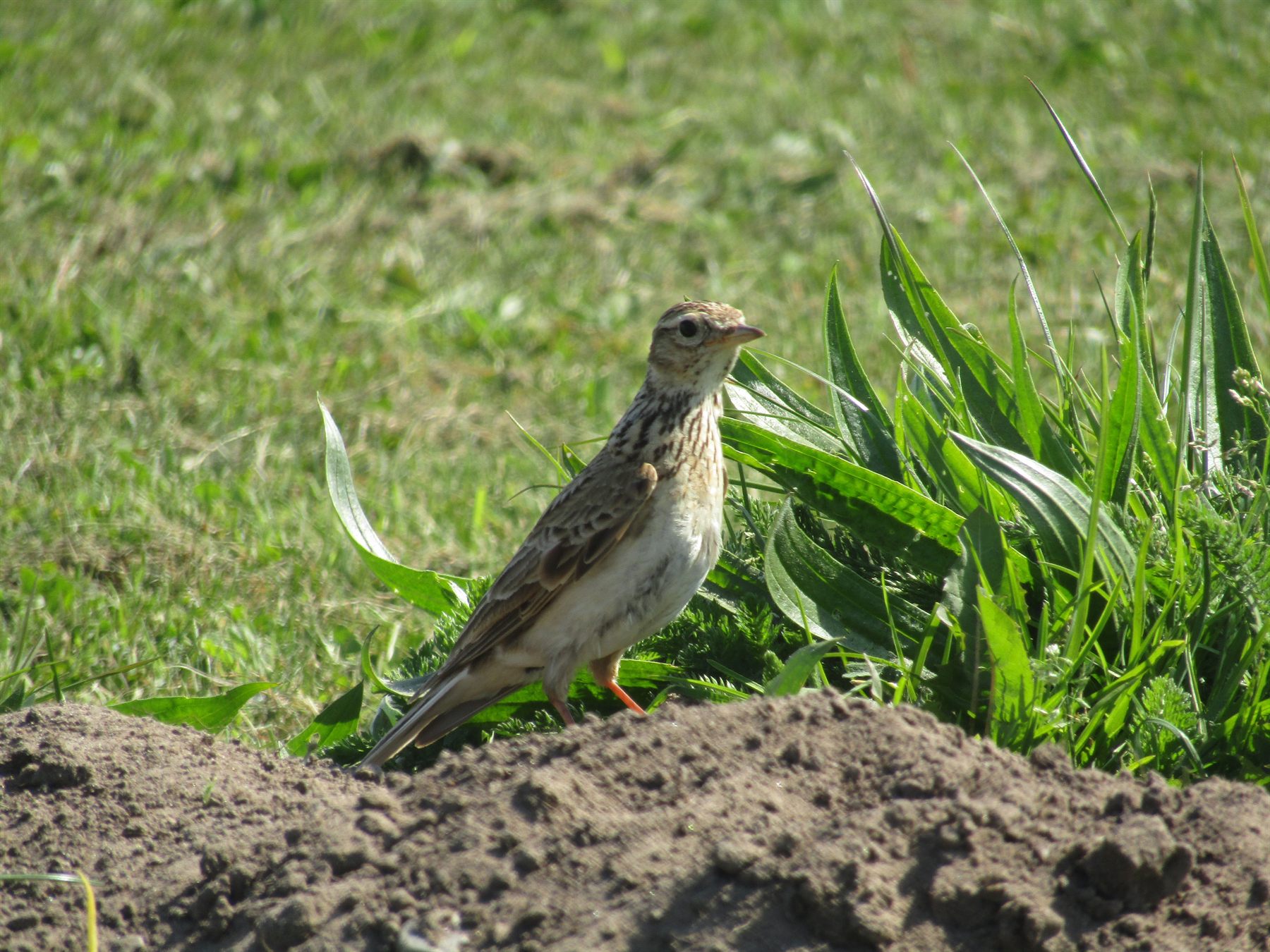 Eurasian Skylark — Borneo wildlife, book, free download, jungle tour, bird, bird tour