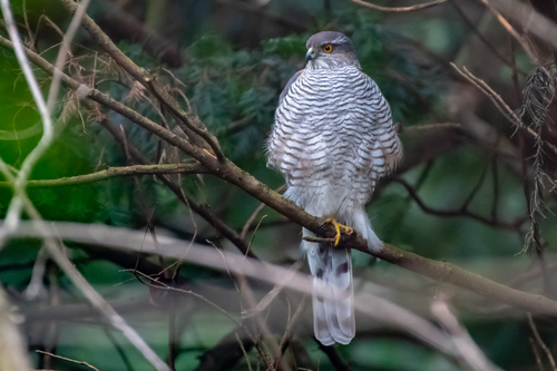 Eurasian Sparrowhawk — Borneo wildlife, book, free download, jungle tour, bird, bird tour