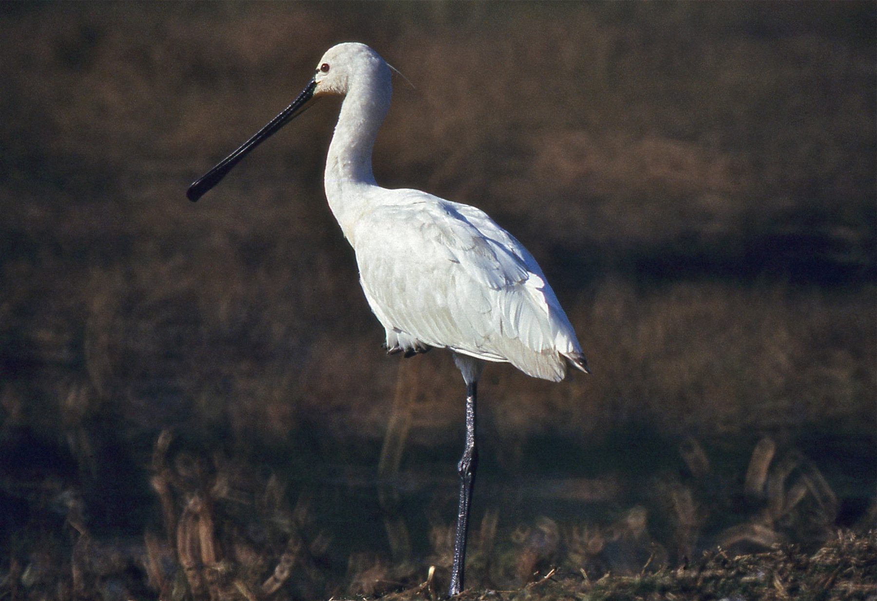 Eurasian Spoonbill — Borneo wildlife, book, free download, jungle tour, bird, bird tour