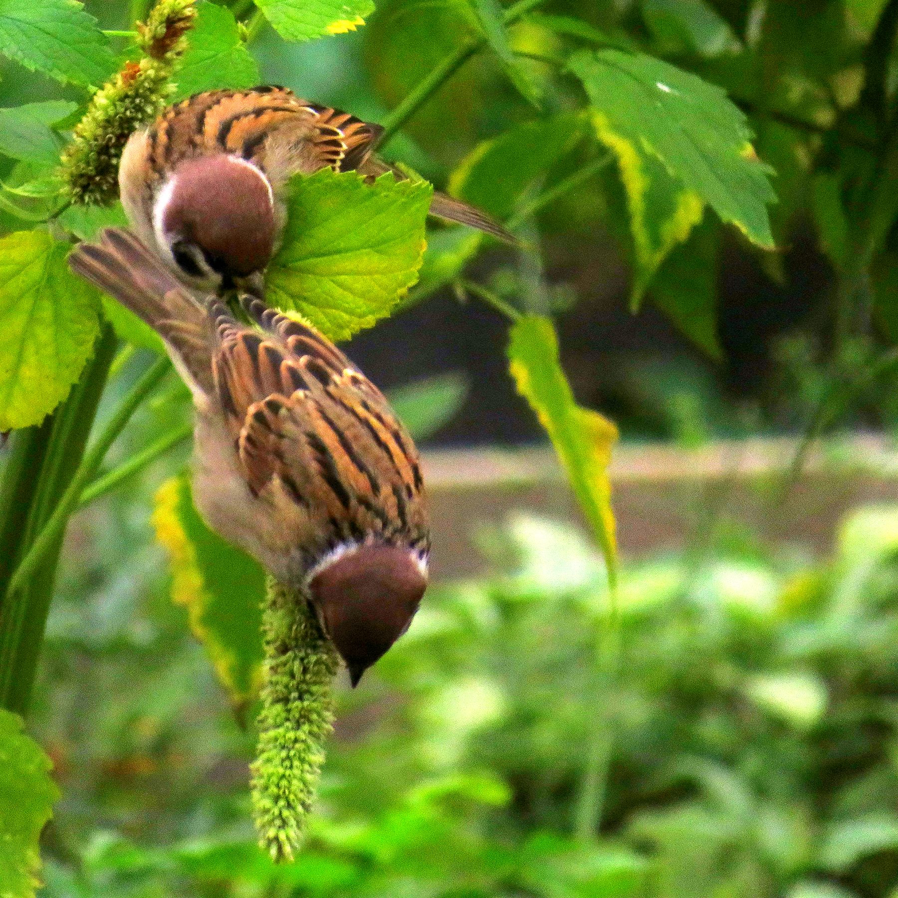 Eurasian Tree Sparrow — Borneo wildlife, book, free download, jungle tour, bird, bird tour