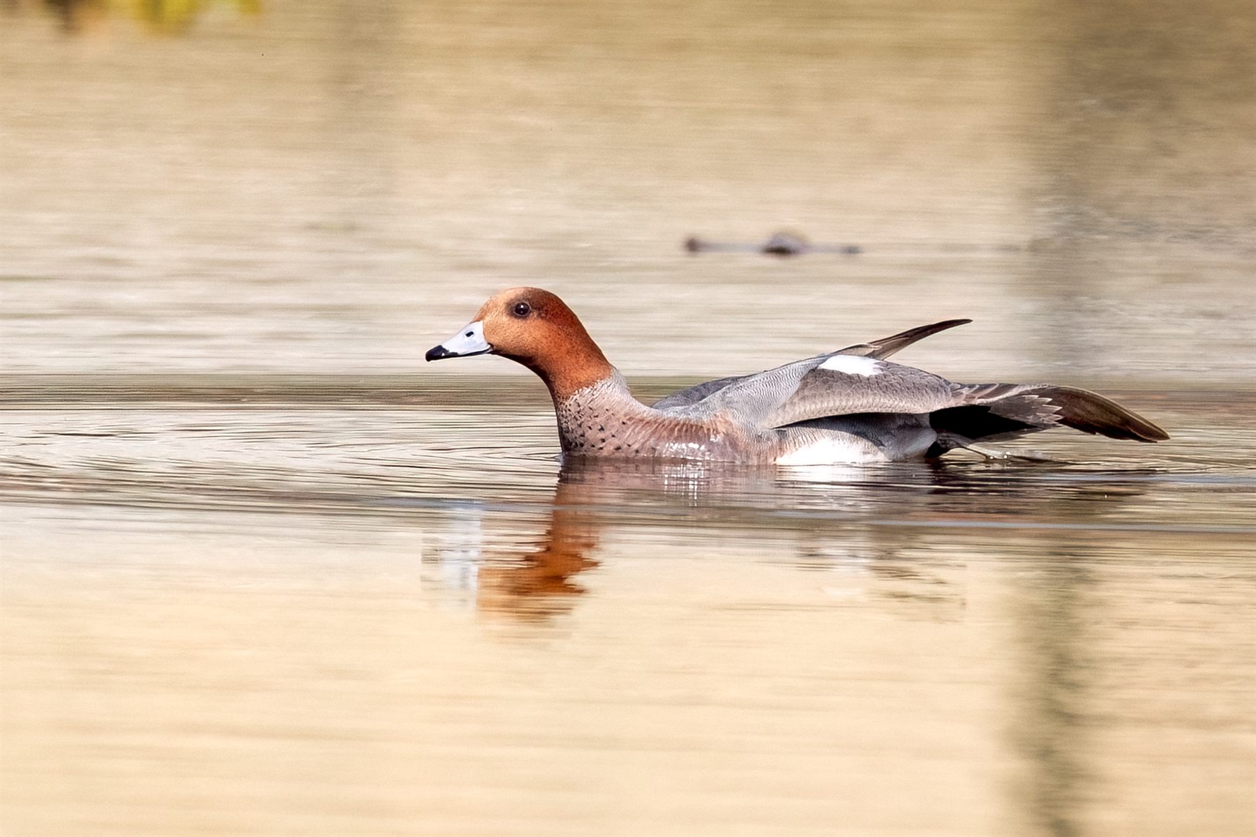 Eurasian Wigeon — Borneo wildlife, book, free download, jungle tour, bird, bird tour
