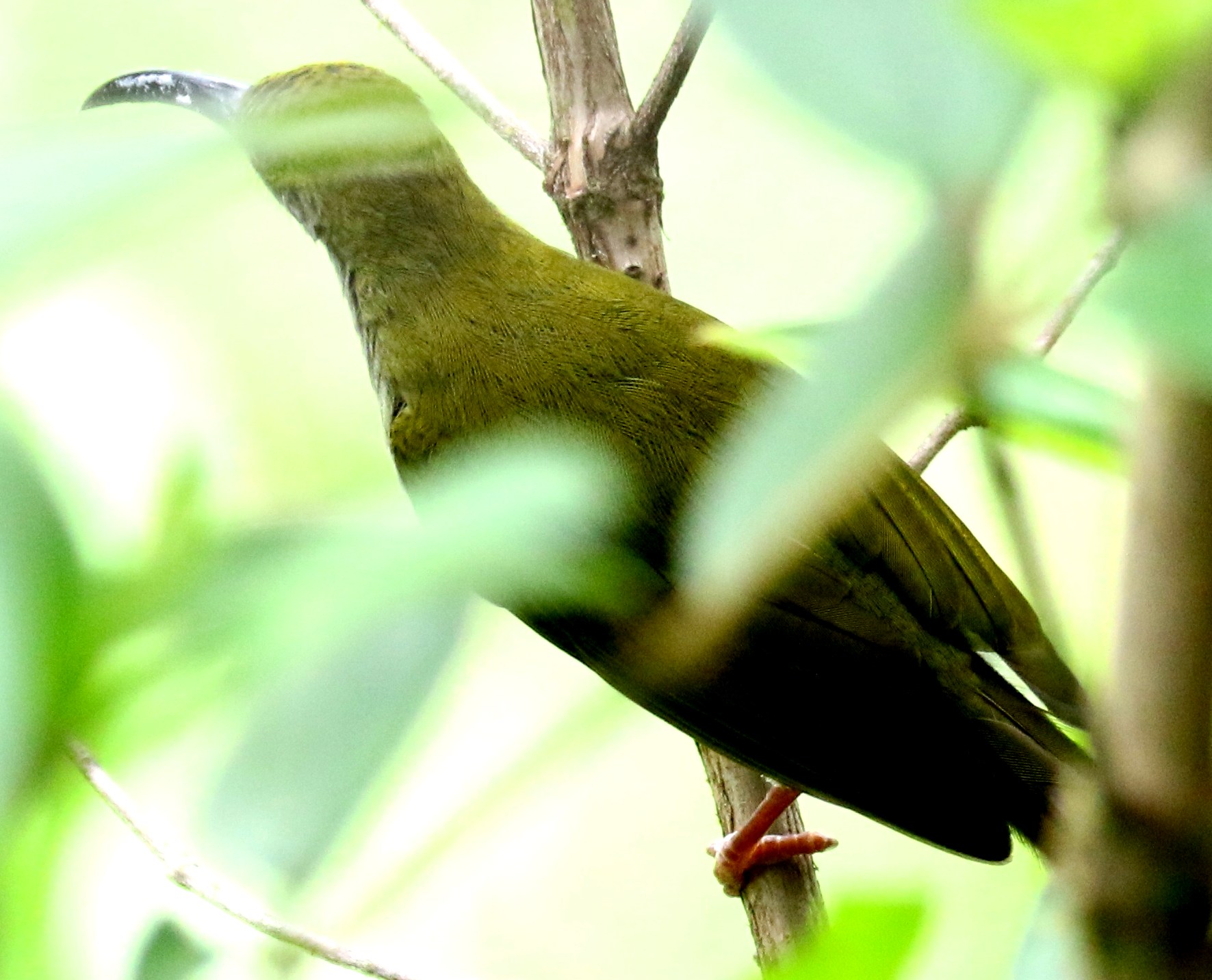 Bornean Spiderhunter — Borneo wildlife, book, free download, jungle tour, bird, bird tour
