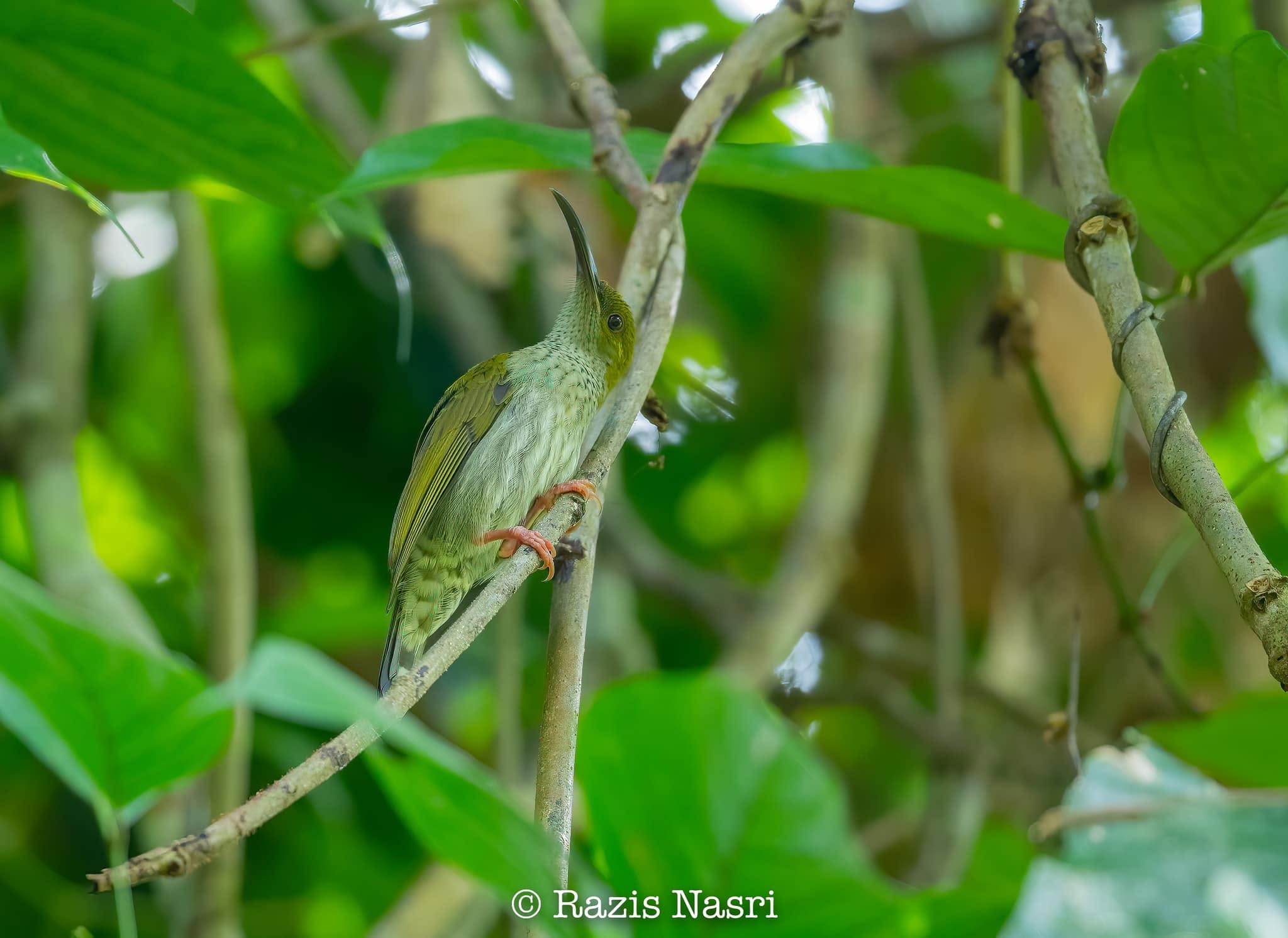 Bornean Spiderhunter — Borneo wildlife, book, free download, jungle tour, bird, bird tour