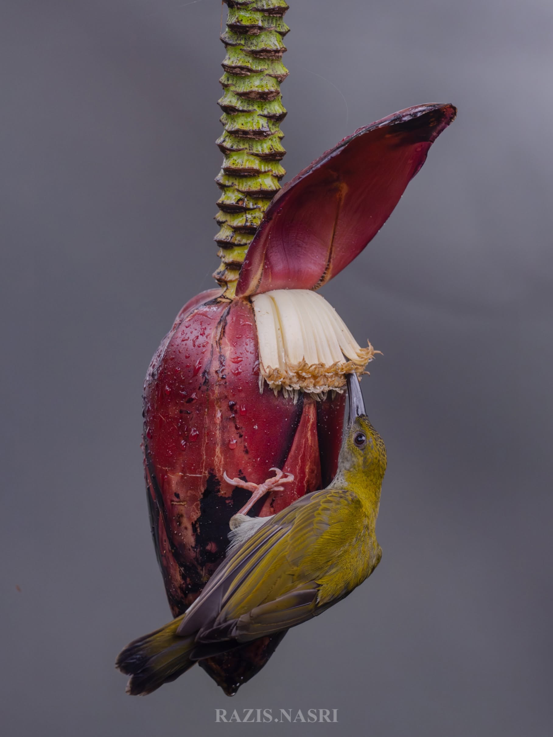 Bornean Spiderhunter — Borneo wildlife, book, free download, jungle tour, bird, bird tour