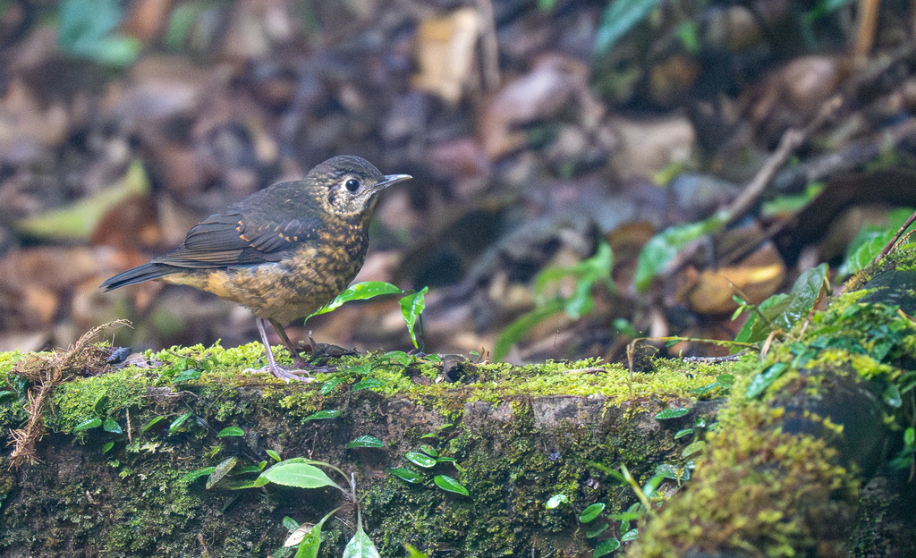 Everett's Thrush — Borneo wildlife, book, free download, jungle tour, bird, bird tour