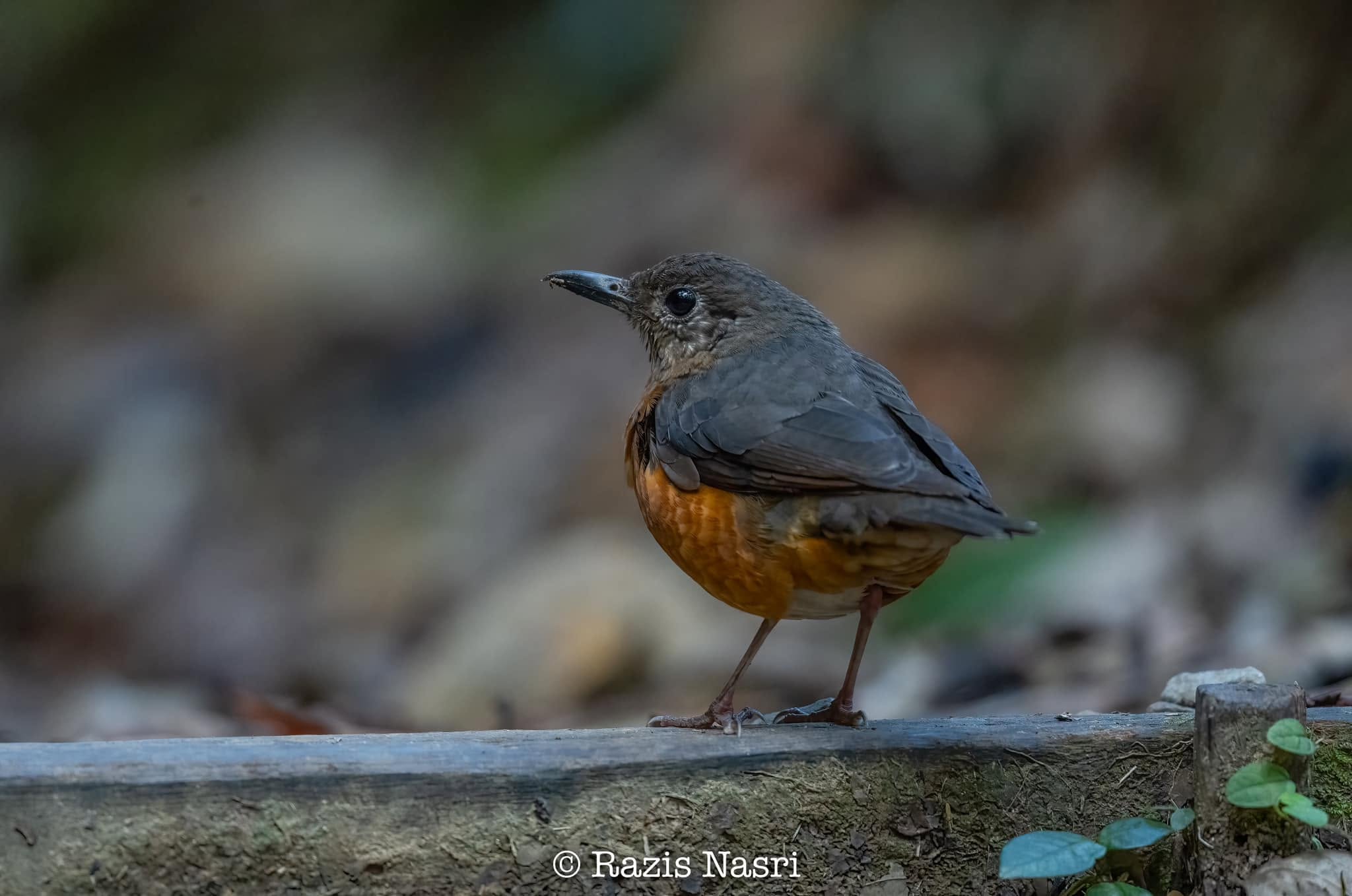 Everett's Thrush — Borneo wildlife, book, free download, jungle tour, bird, bird tour