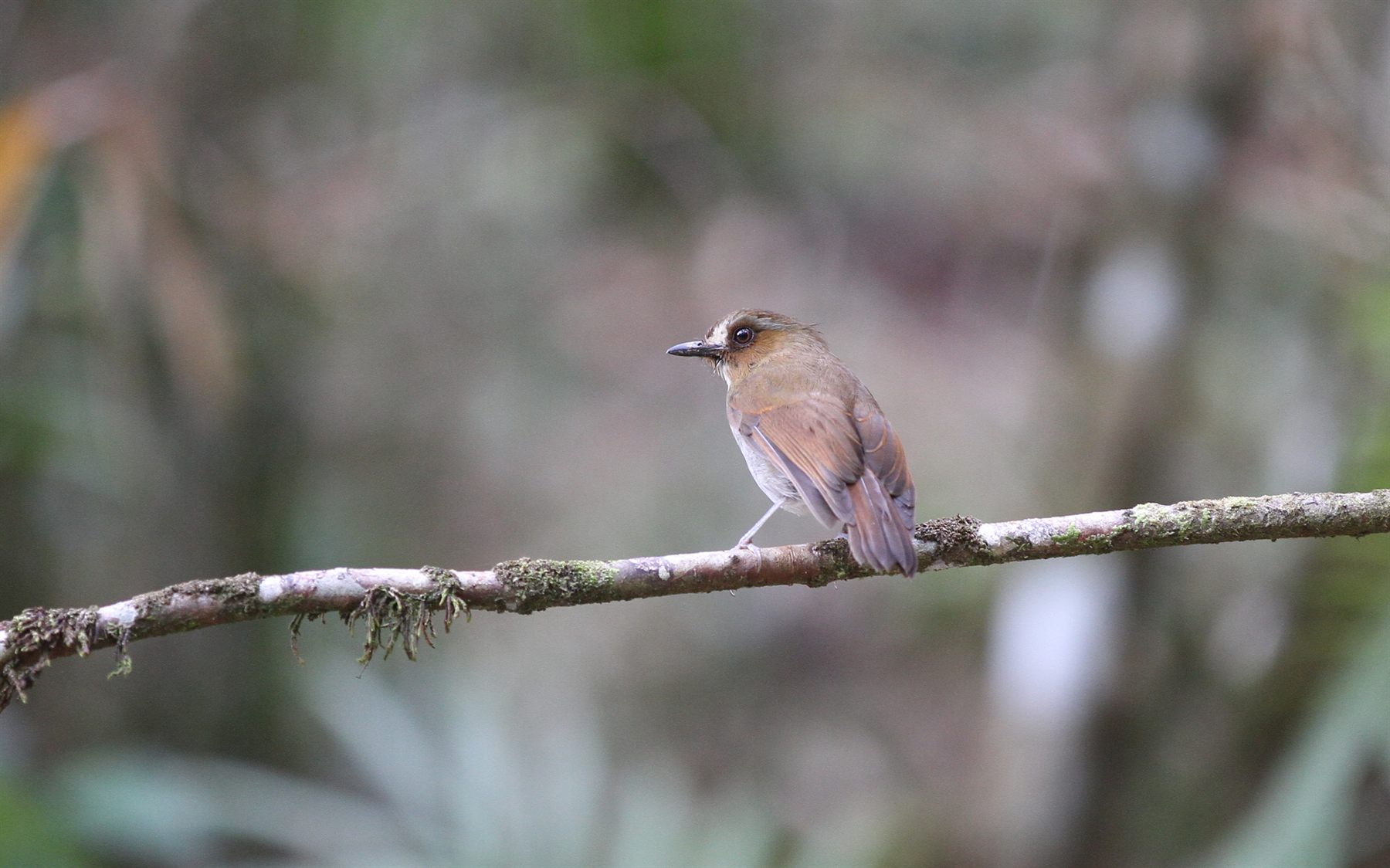 Eyebrowed Jungle Flycatcher — Borneo wildlife, book, free download, jungle tour, bird, bird tour