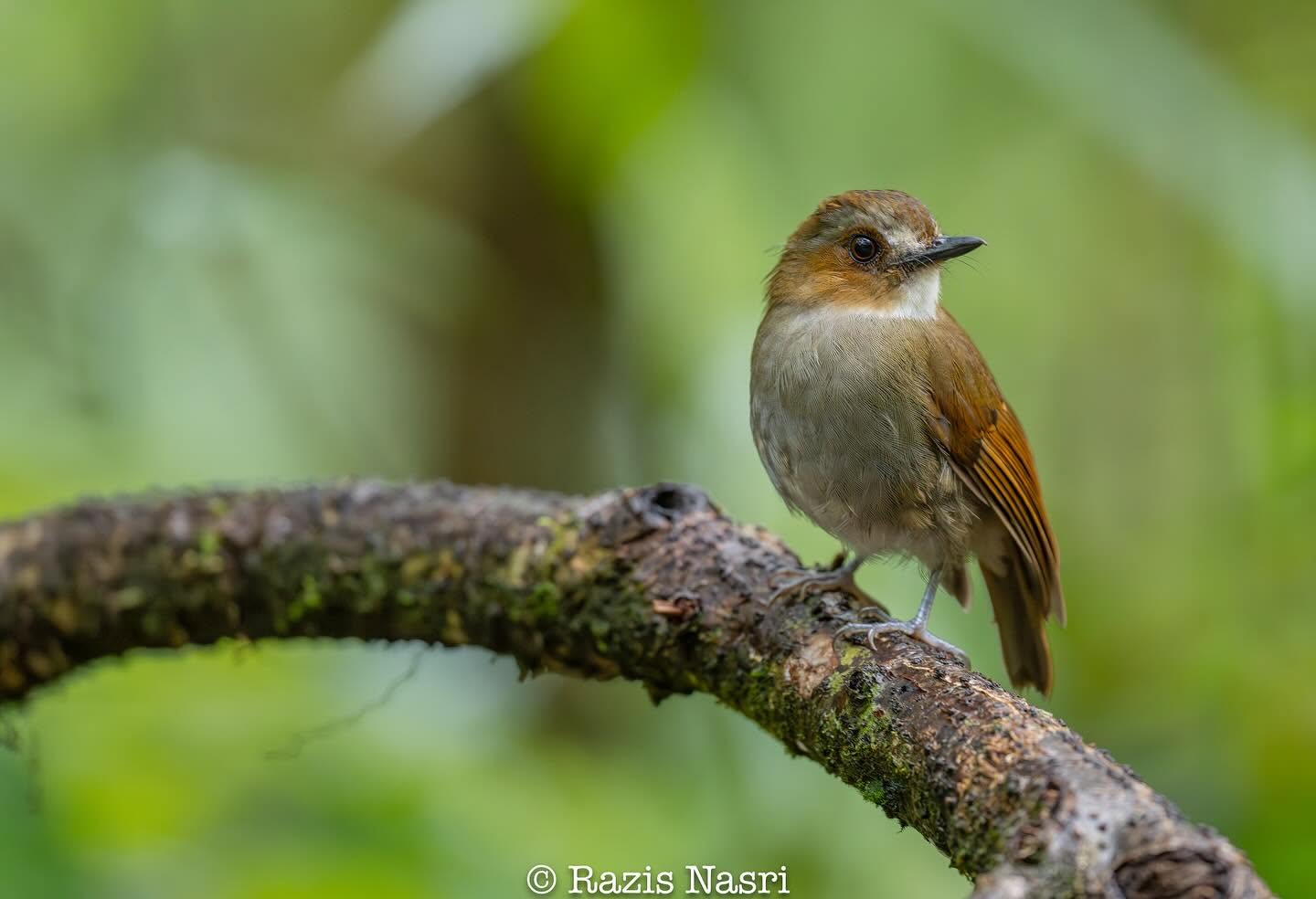 Eyebrowed Jungle Flycatcher — Borneo wildlife, book, free download, jungle tour, bird, bird tour