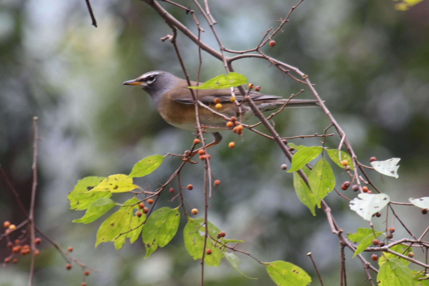 Eyebrowed Thrush — Borneo wildlife, book, free download, jungle tour, bird, bird tour