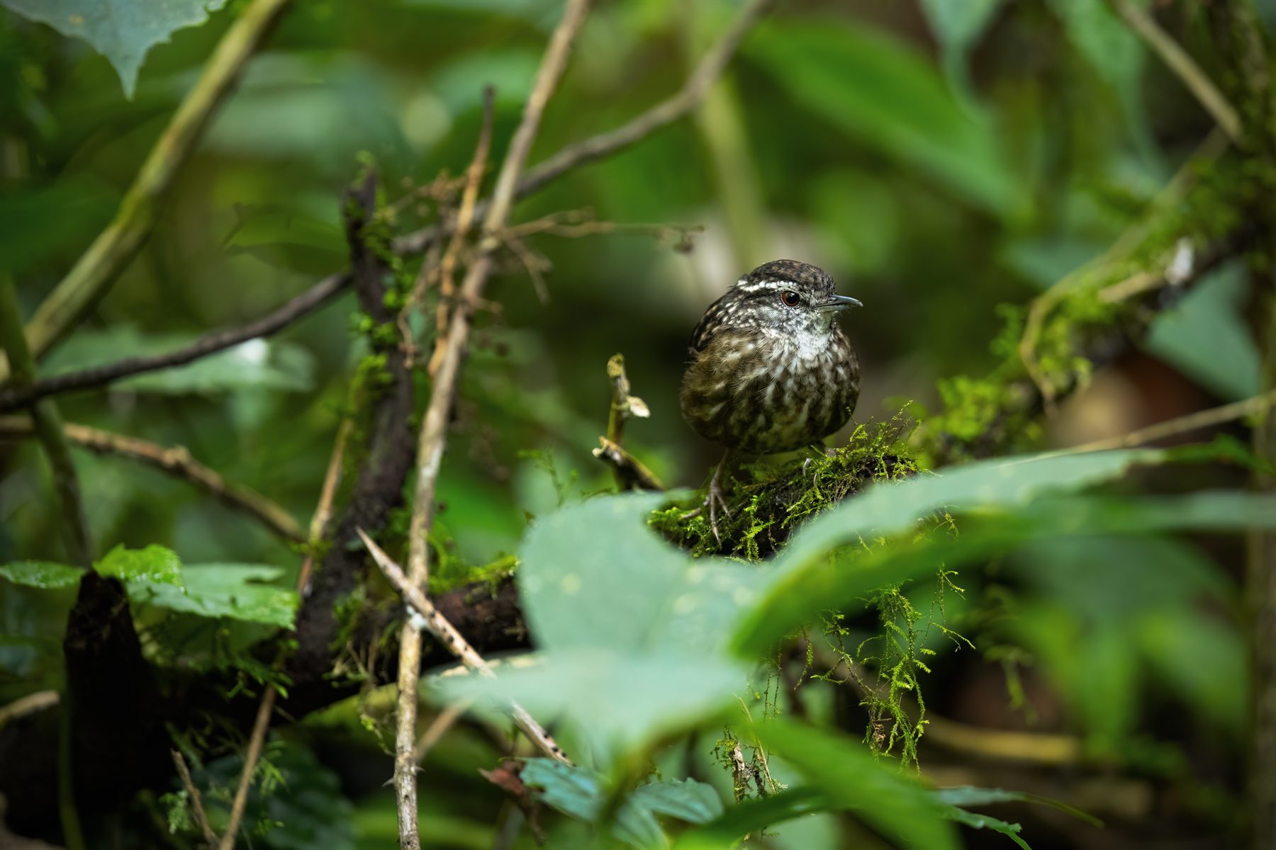 Eyebrowed Wren-Babbler — Borneo wildlife, book, free download, jungle tour, bird, bird tour