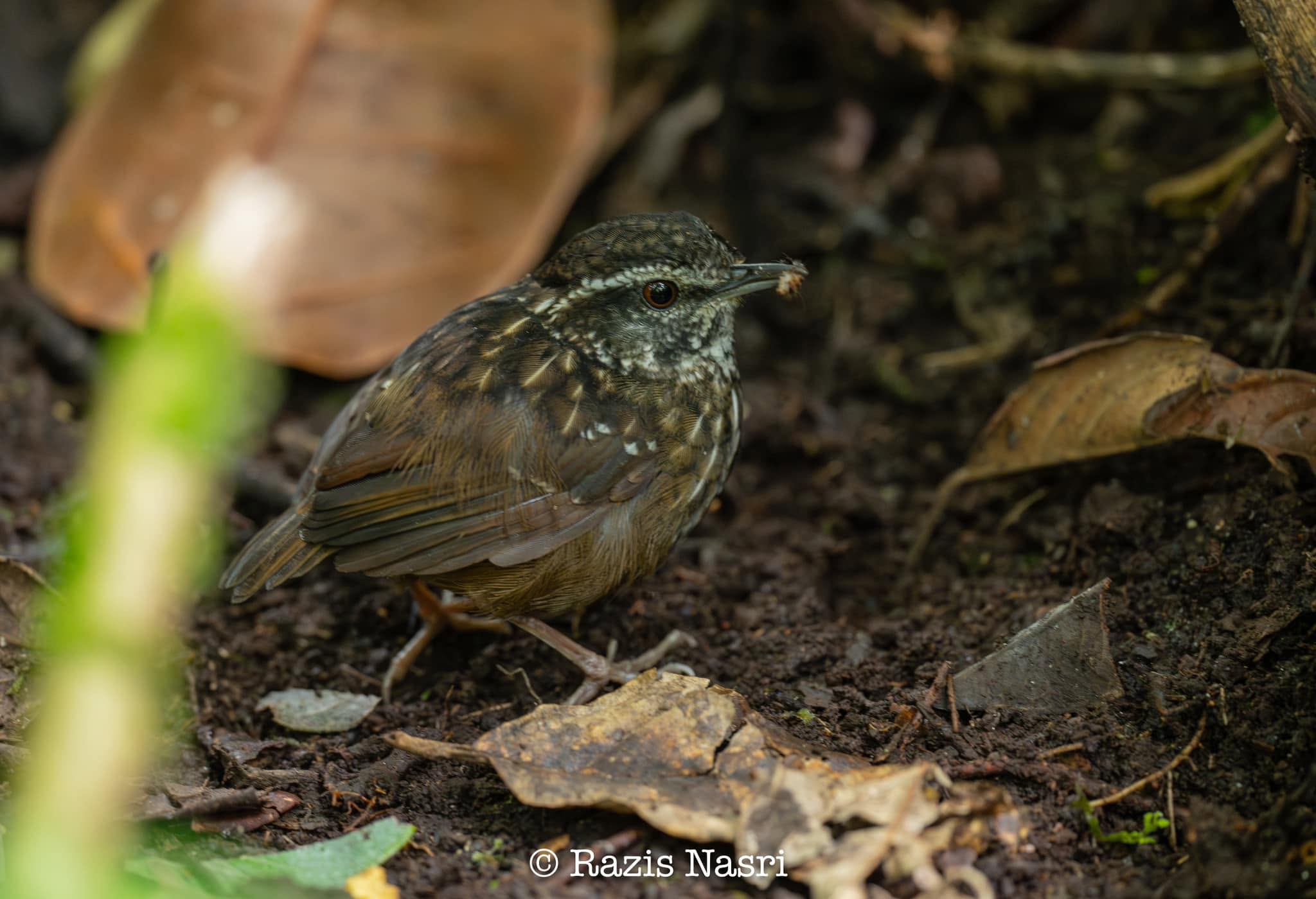 Eyebrowed Wren-Babbler — Borneo wildlife, book, free download, jungle tour, bird, bird tour
