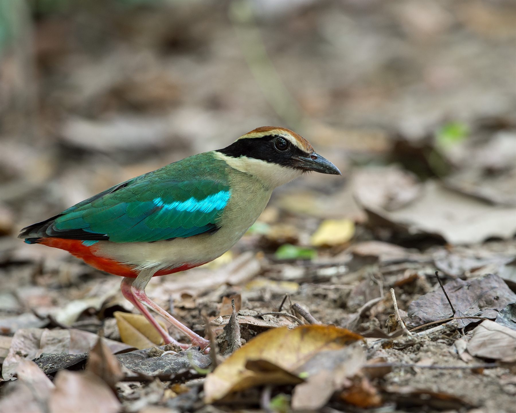 Fairy Pitta — Borneo wildlife, book, free download, jungle tour, bird, bird tour