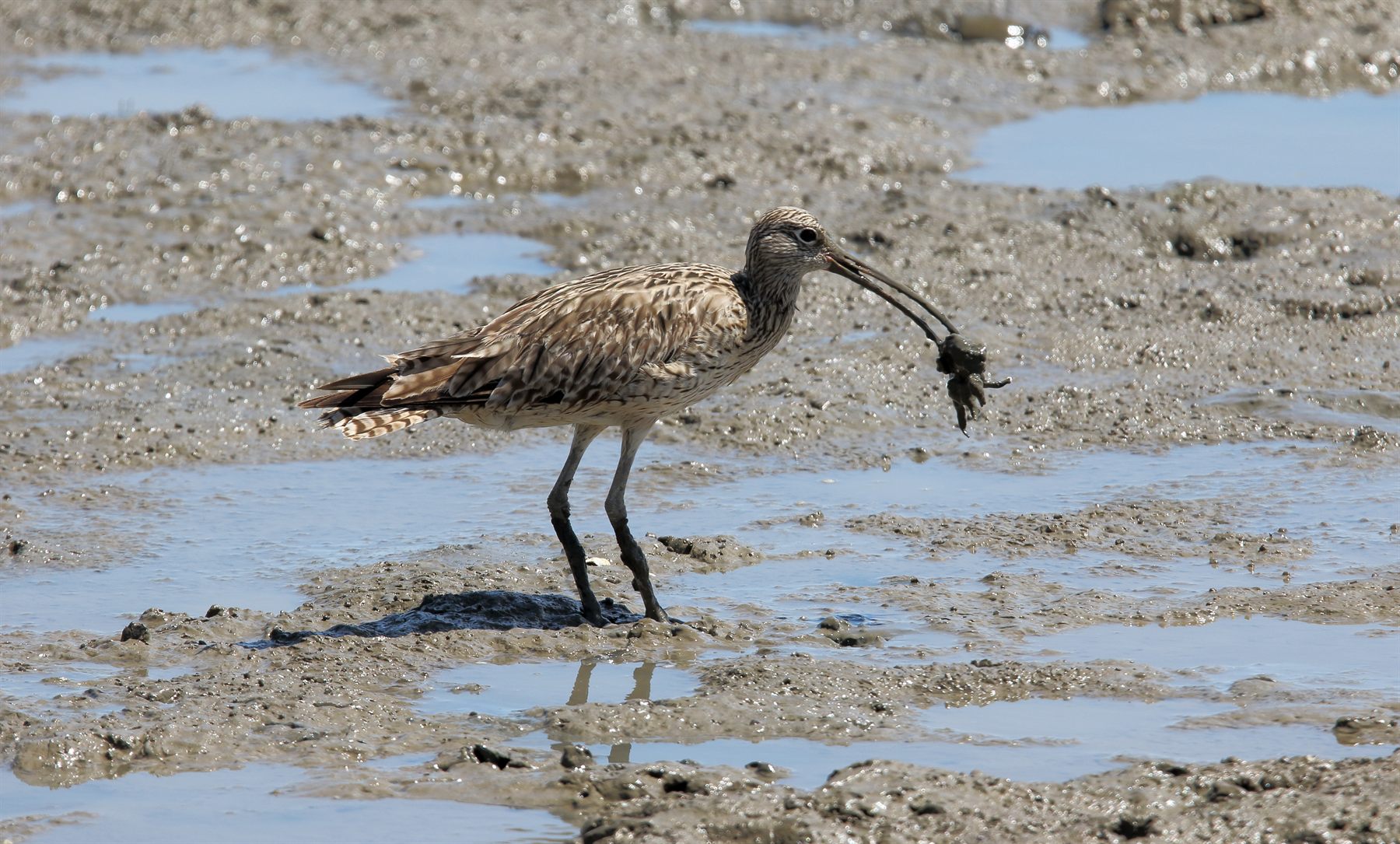 Far Eastern Curlew — Borneo wildlife, book, free download, jungle tour, bird, bird tour