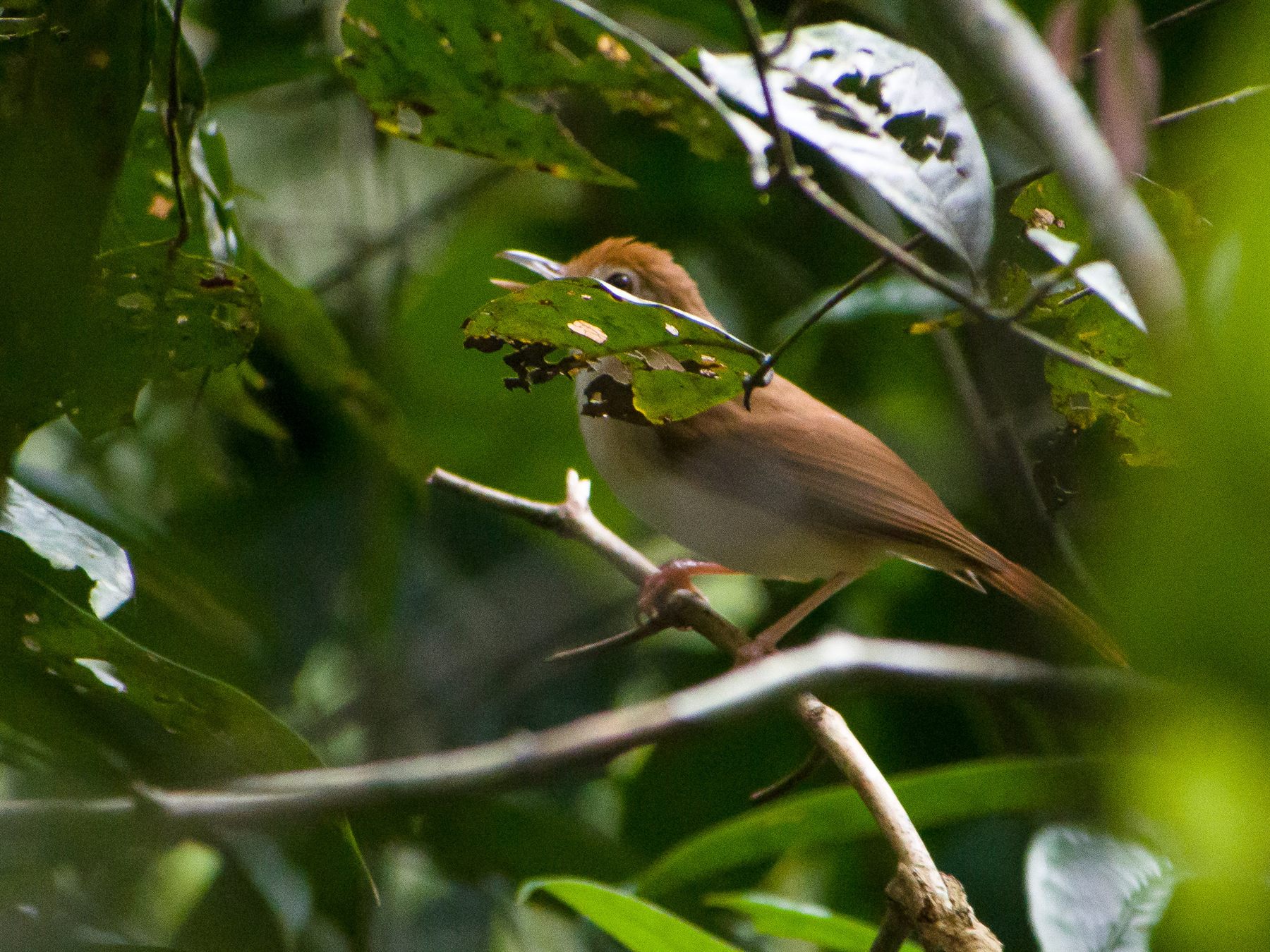 Ferruginous Babbler — Borneo wildlife, book, free download, jungle tour, bird, bird tour