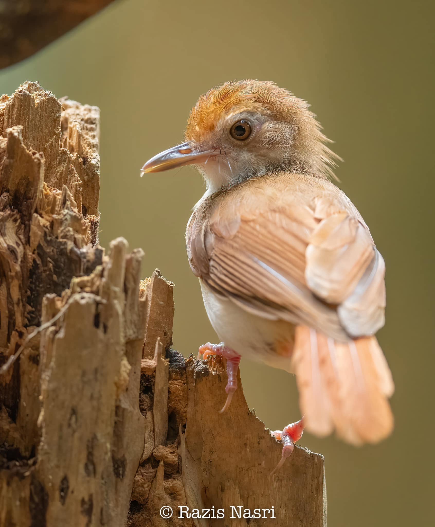 Ferruginous Babbler — Borneo wildlife, book, free download, jungle tour, bird, bird tour