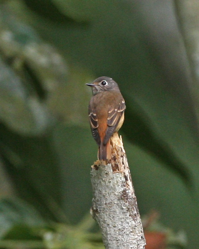 Ferruginous Flycatcher — Borneo wildlife, book, free download, jungle tour, bird, bird tour