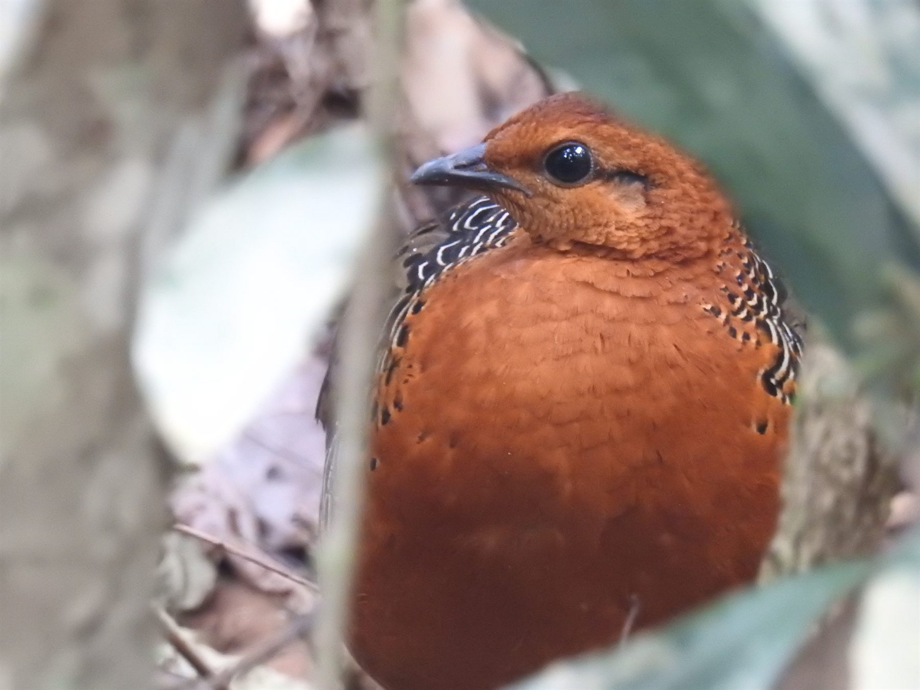 Ferruginous Partridge — Borneo wildlife, book, free download, jungle tour, bird, bird tour