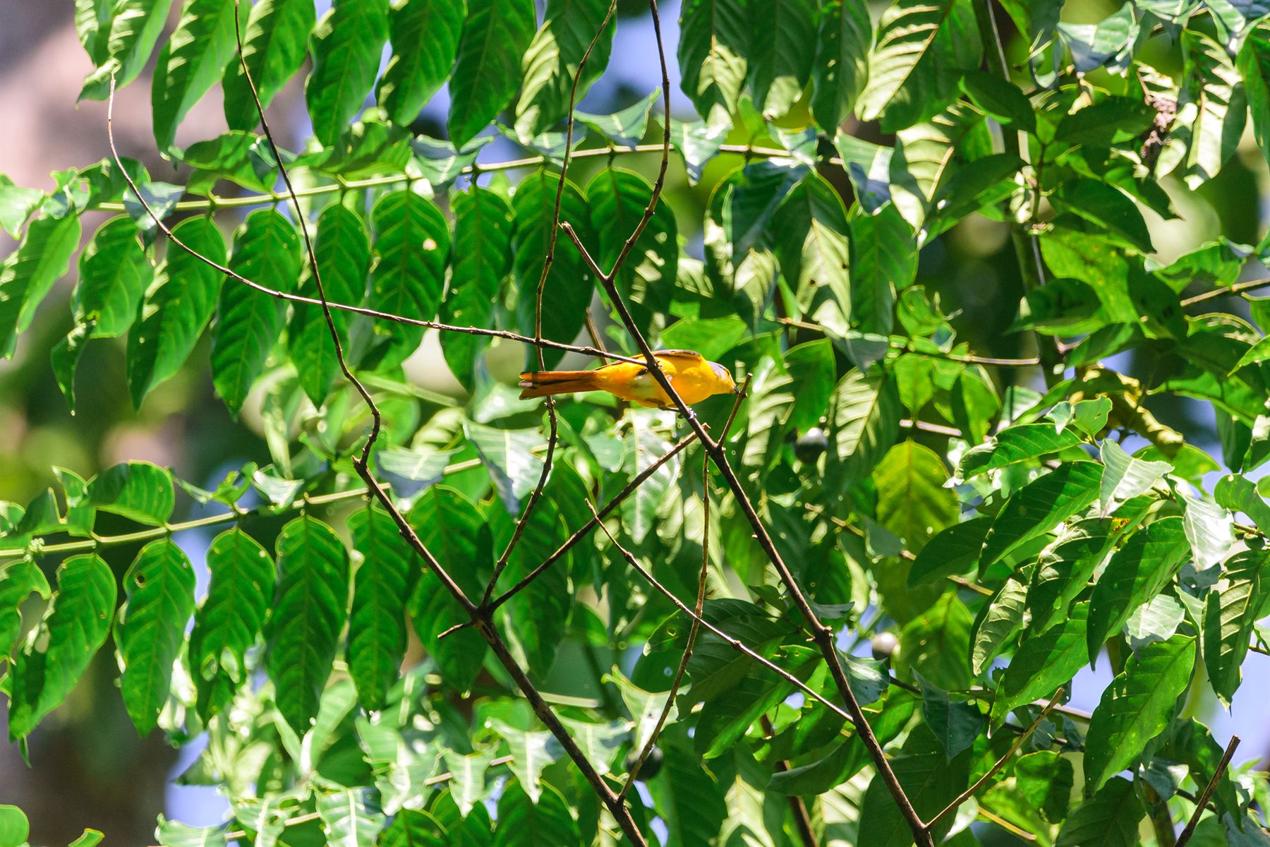 Fiery Minivet — Borneo wildlife, book, free download, jungle tour, bird, bird tour