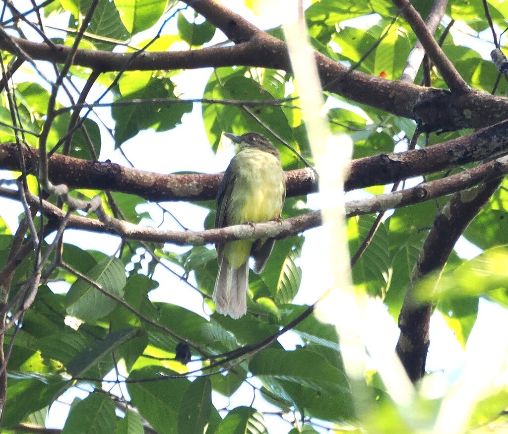 Finsch's Bulbul — Borneo wildlife, book, free download, jungle tour, bird, bird tour