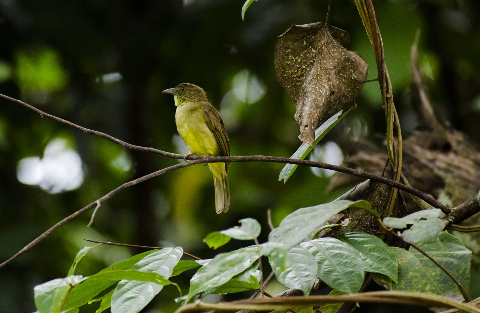 Finsch's Bulbul — Borneo wildlife, book, free download, jungle tour, bird, bird tour