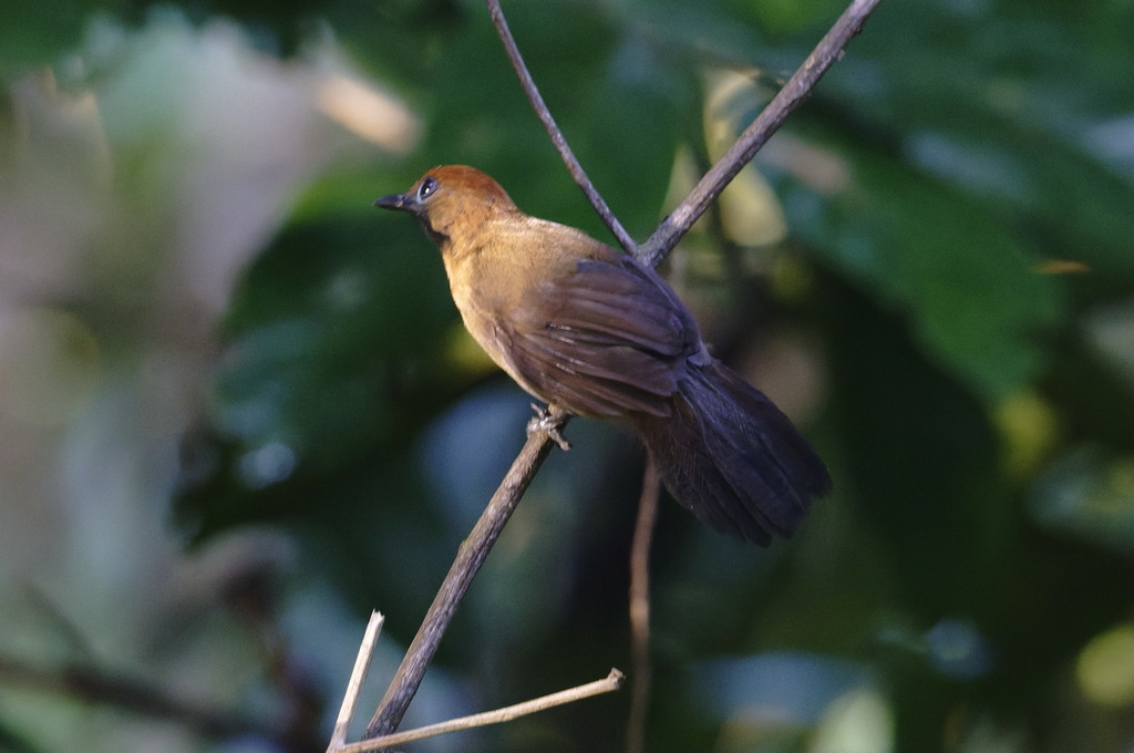 Fluffy-backed Tit-Babbler — Borneo wildlife, book, free download, jungle tour, bird, bird tour