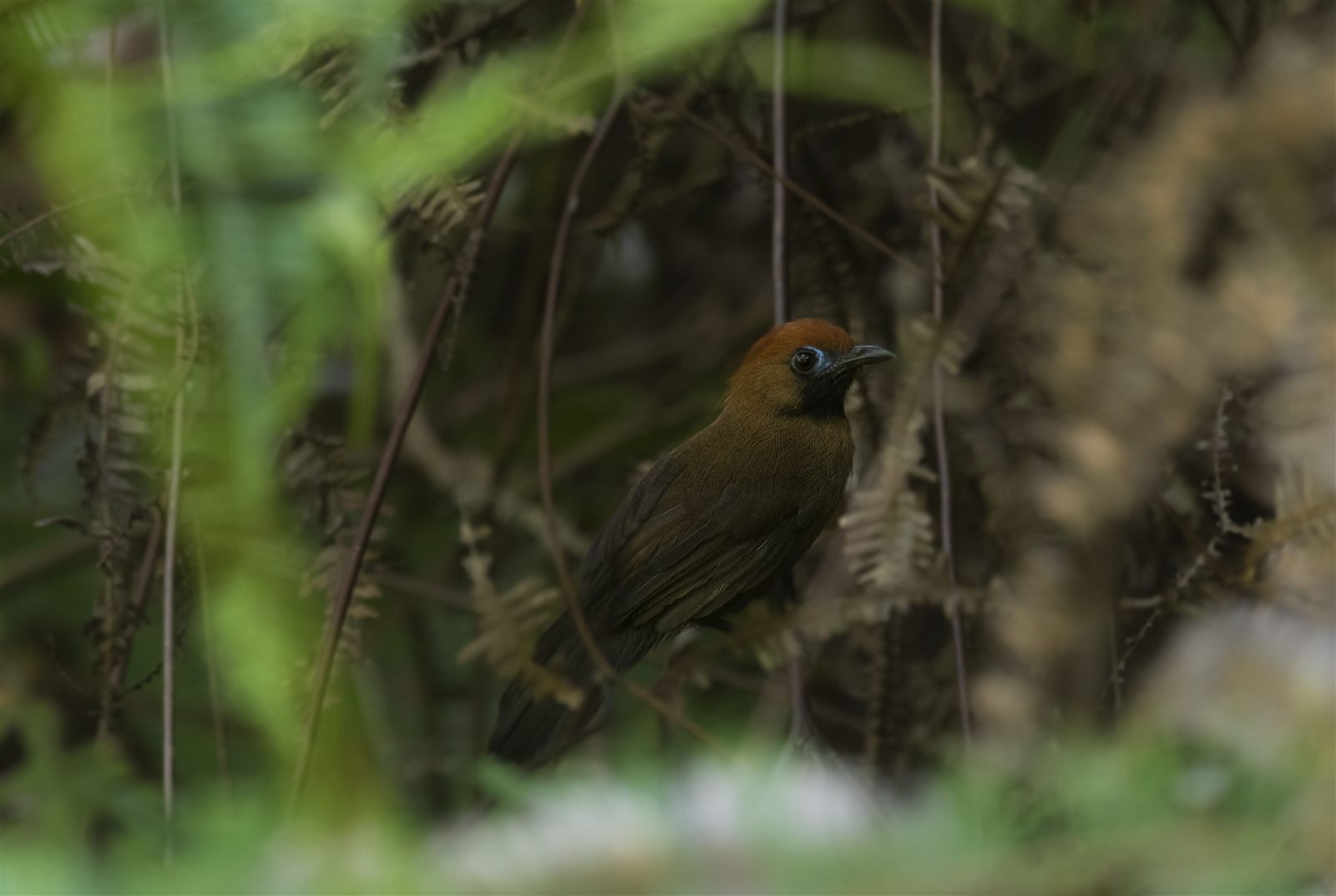Fluffy-backed Tit-Babbler — Borneo wildlife, book, free download, jungle tour, bird, bird tour