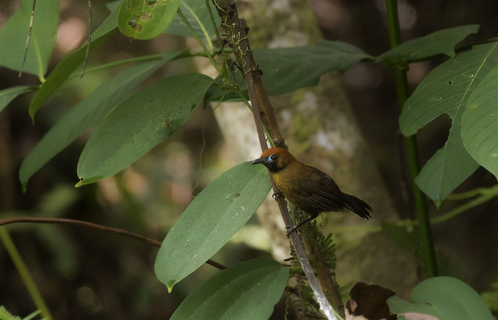 Fluffy-backed Tit-Babbler — Borneo wildlife, book, free download, jungle tour, bird, bird tour
